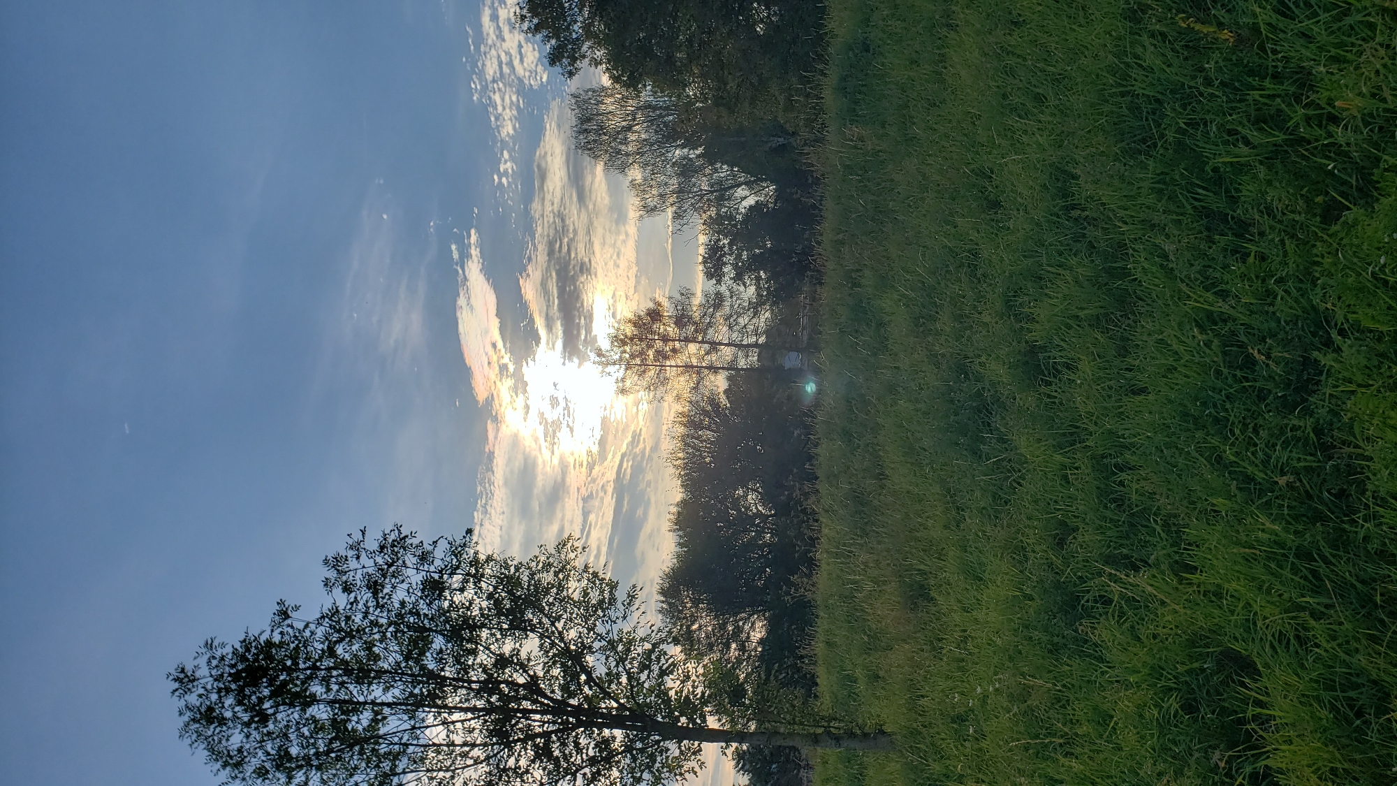 The image captures a serene natural landscape, likely in the outskirts or a park within the city of Prešov, Slovakia. A lush, green meadow dominates the foreground, filled with tall, dense grass that appears to be recently grown or unmown. In the mid-ground, a line of trees forms a natural barrier, their foliage a mix of greens and silhouetted darker tones. Among these trees, there are a few sparser, taller trees, one with a distinct slender trunk and a fuller canopy on the left side of the frame, and another thinner tree slightly to the right of center.
The sky above is a prominent feature, a clear blue expanse dotted with scattered clouds. The sun is visible, partially obscured by these clouds, casting a bright, diffused light. This light creates a soft, almost hazy effect, with some rainbow-like iridescence visible in the clouds near the sun, suggesting it might be dawn or dusk. The overall atmosphere is peaceful and tranquil, indicative of a natural setting that has not been significantly altered by human intervention. There are no visible people or any signs of human activity, emphasizing the undisturbed nature of the scene. The image appears to be a vertical shot, taken from a low to medium height, looking towards the horizon.