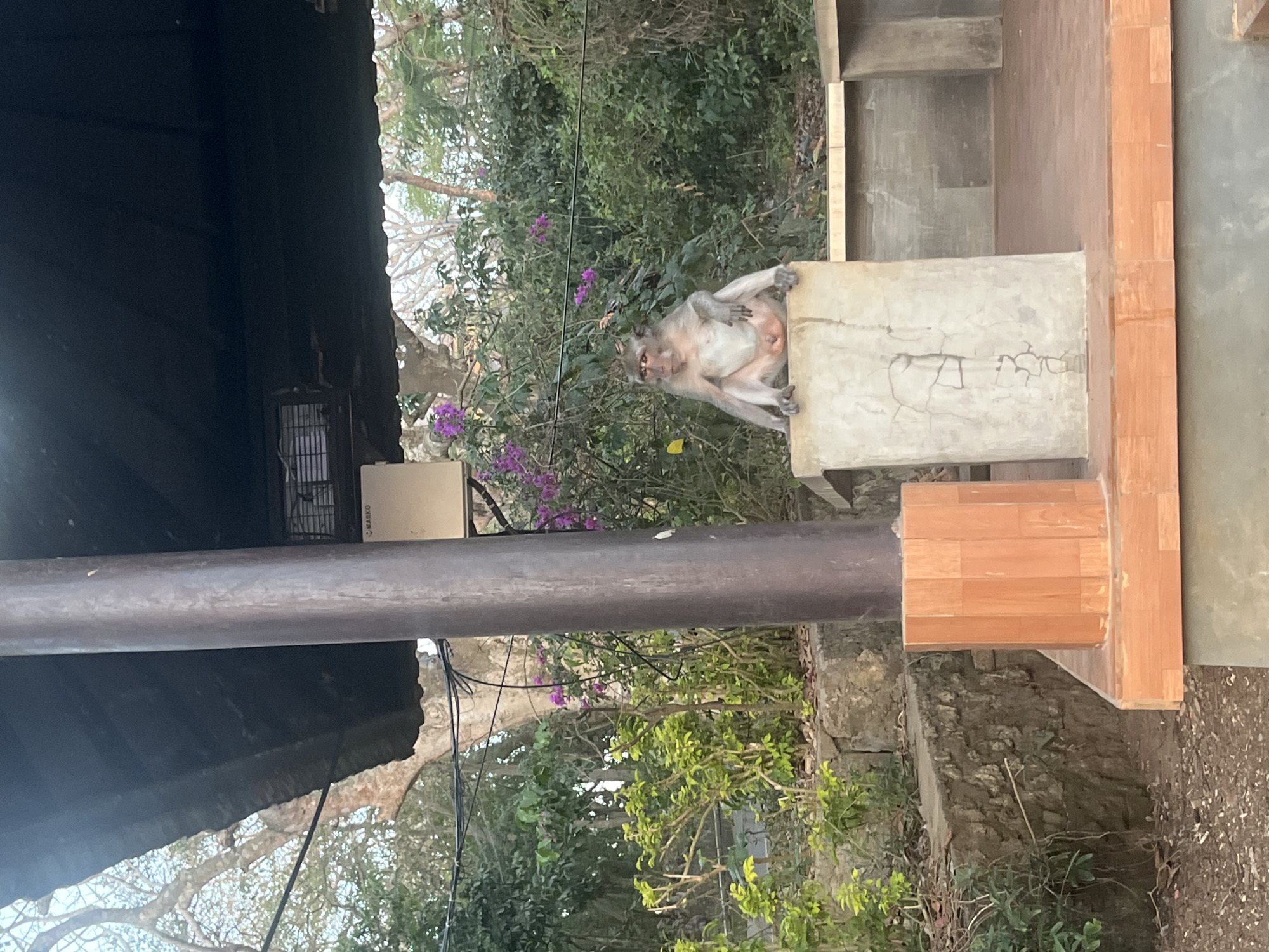 A macaque monkey sits on a concrete pedestal in front of lush green foliage and flowering purple bushes. The monkey is facing the viewer with its legs splayed and its hands resting on its knees. A large, dark-colored overhead structure, possibly a roof, extends from above. A thick, brown cylindrical pillar is located to the left of the monkey. The scene appears to be outdoors, with trees and a bright sky visible in the background. The overall impression is one of a naturalistic setting, possibly a temple or park area, given the presence of the monkey and the foliage. While the exact location in Kuta Selatan, Indonesia, is not explicitly stated, the presence of macaques is common in tourist areas in Bali, such as the Uluwatu Temple, which is located in Kuta Selatan.