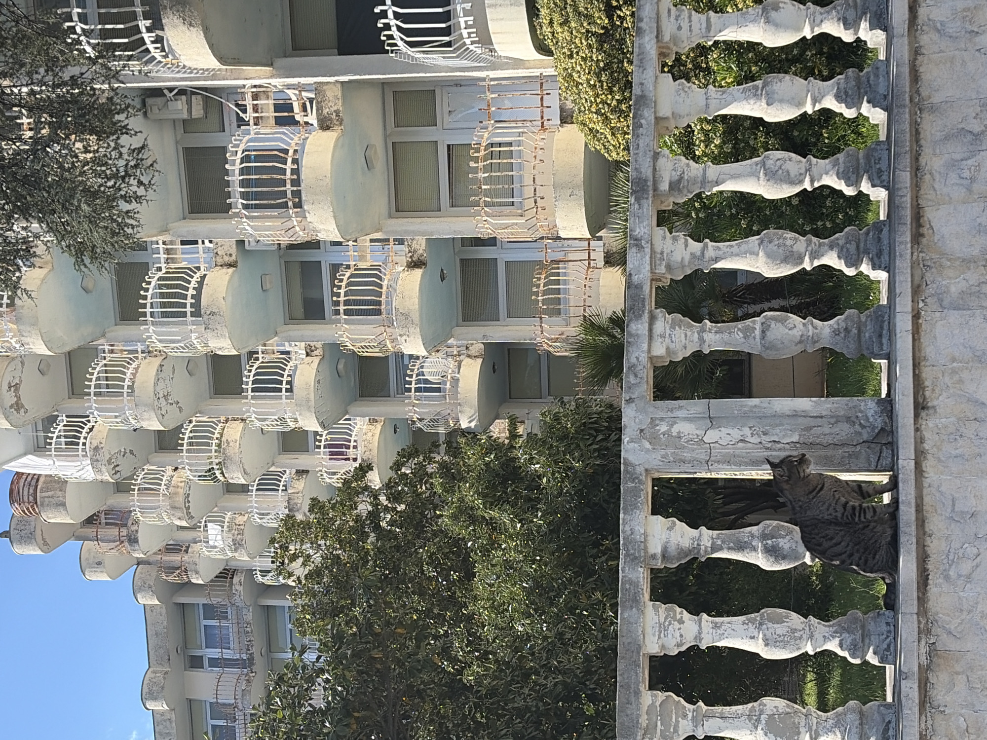 This image captures an outdoor scene in Herceg Novi, Montenegro, featuring a multi-story building with numerous balconies, lush greenery, and a weathered concrete balustrade.
The prominent subject is a tall, light-colored building, likely a hotel or apartment complex. It features multiple rows of identical, rounded or oval balconies, each with white metal railings. Many of the balconies and railings show signs of wear, including peeling paint and rust, suggesting age and exposure to the elements. Rectangular windows are visible behind the balconies.
To the right of the building, a robust concrete balustrade stands vertically, characterized by ornate, rounded pillars. This balustrade also exhibits visible signs of weathering, such as cracks and faded or peeling paint. Perched on top of this balustrade, near the right edge of the frame, is a domestic tabby cat with distinctive striped fur. The cat appears to be looking upwards and to its left, seemingly observing something beyond the immediate foreground.
Green foliage, including large trees and bushes, is interspersed throughout the scene, surrounding the building and visible behind the balustrade, indicating a verdant environment. A clear blue sky is visible in the upper left portion of the image, suggesting bright daylight and sunny weather. There are no people visible, and no discernible text appears in the frame.