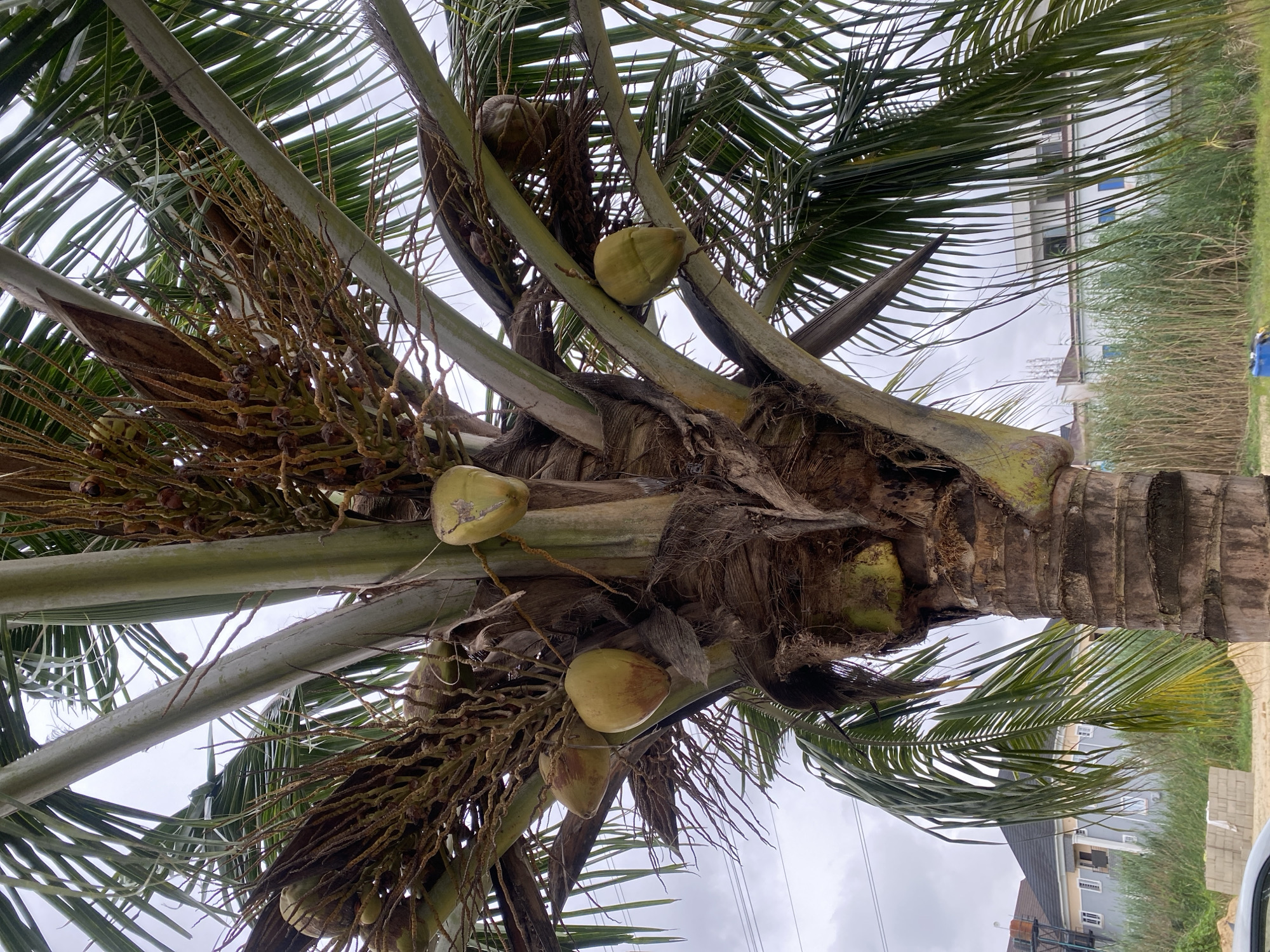 A low-angle, medium shot captures a mature coconut palm tree in the city of Ado, Nigeria. The tree is laden with green coconuts, some clustered together, others more spaced out. The rough, brown bark of the trunk is visible, contrasting with the smooth, greenish-grey surfaces of the fronds and some of the younger coconuts. The fronds are lush and green, with a few older, dried fronds also present. In the background, a modern building with a dark roof and light-colored walls is visible, surrounded by tall green reeds. A cloudy, overcast sky fills the upper portion of the image. There are no people or animals visible in the frame. The scene suggests a tropical urban environment with residential development.