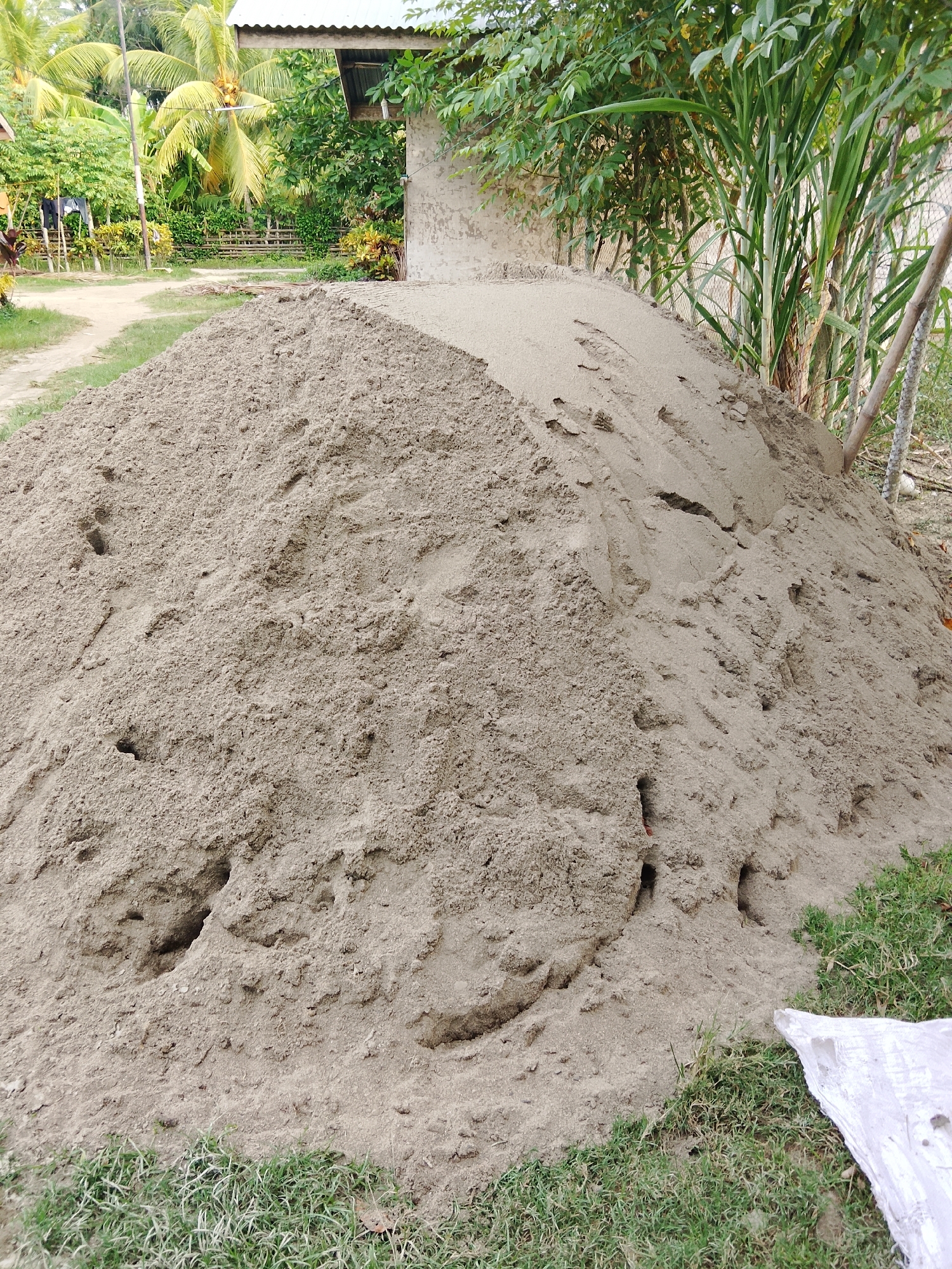 A large pile of sand dominates the foreground of the image, creating a sandy mound that takes up most of the frame. The sand is a light brown, granular material with visible textures and indentations, suggesting it has been disturbed or shaped. Several small holes or tunnels are visible within the sand pile, hinting at potential animal activity or natural erosion. In the background, a rural outdoor scene unfolds. To the left, a dirt path leads away from the sand pile towards a collection of structures, including what appears to be a house with a tin roof and some laundry hanging on a line. Palm trees with vibrant green fronds and some yellow coconuts are prominent, along with other lush green vegetation and some bamboo-like plants. The scene suggests a tropical or subtropical environment. To the right of the sand pile, tall green stalks, possibly sugar cane, stand next to a fence. A white plastic bag lies on the grass at the bottom right corner of the image. The lighting indicates it is daytime, with soft light suggesting either early morning or late afternoon. The overall impression is a scene of everyday life in a rural, possibly Southeast Asian, location, with construction materials (the sand) present alongside natural elements. There is no visible text in the image.