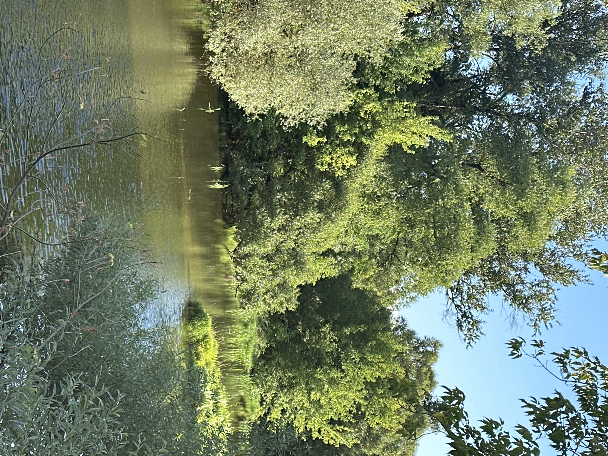 This is an image of a natural scene depicting a body of water surrounded by lush vegetation under a clear blue sky. The water, reflecting the surrounding greenery and sky, appears calm with subtle ripples. On the banks of the water, various trees and bushes are densely packed, with varying shades of green foliage. Some of the trees are tall, reaching towards the sky, while others are more bushy and low-lying. The sunlight illuminates the leaves, creating a vibrant and fresh atmosphere. There are no people or any man-made structures visible in the image. The overall impression is one of a tranquil natural landscape, possibly a river or a lake in a park or a less developed area. There is no information available that links this image to the city of Podolsk, Russia, or any specific location.