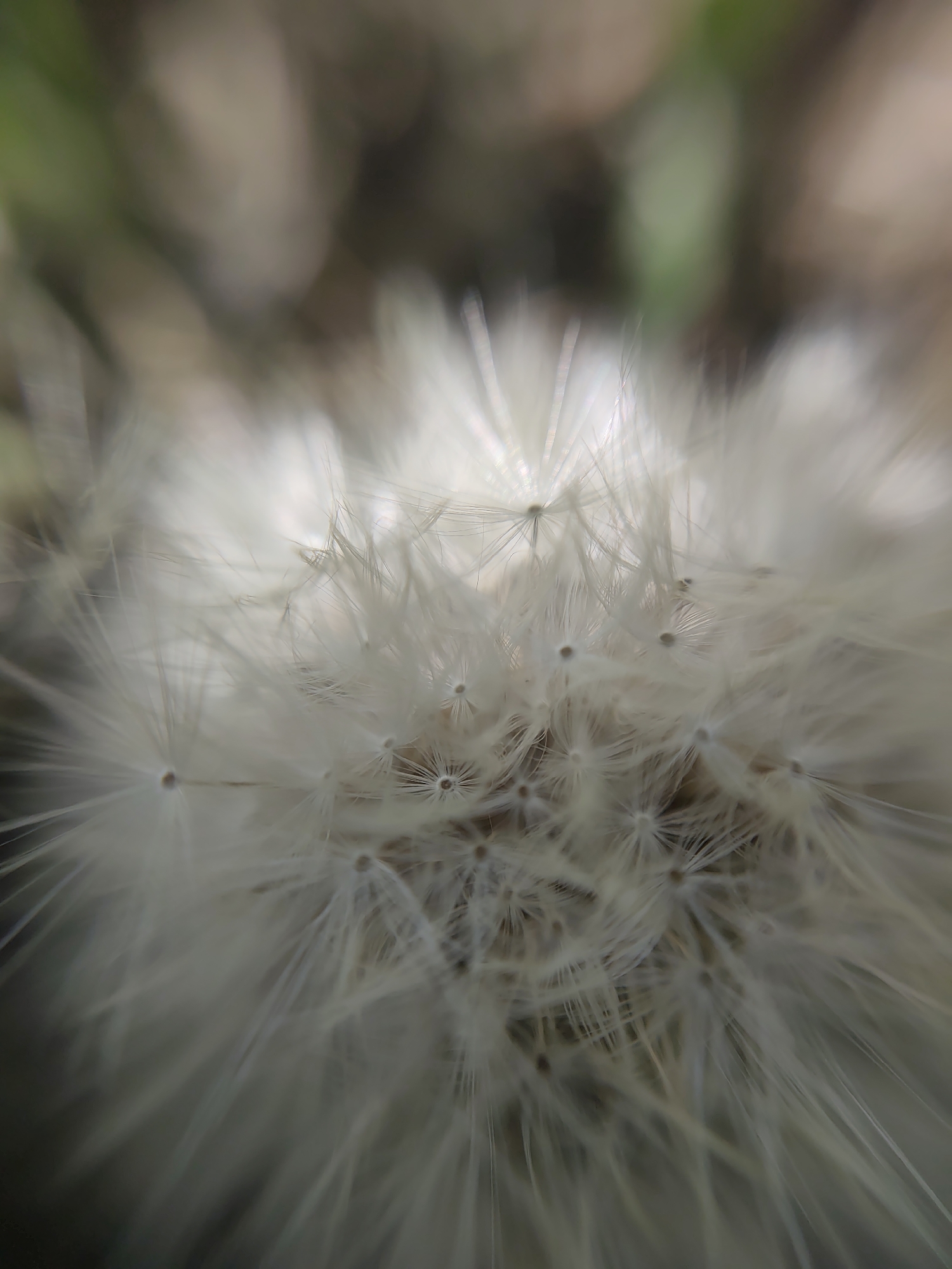 A close-up, macro photograph captures the intricate details of a dandelion seed head. The image is softly focused, highlighting the delicate, feathery pappi that surround numerous small, dark seeds. The background is blurred and out of focus, with muted tones of green, brown, and beige suggesting a natural outdoor setting. No specific landmarks or identifiable features of the city of Brest, Belarus, are visible within the frame.