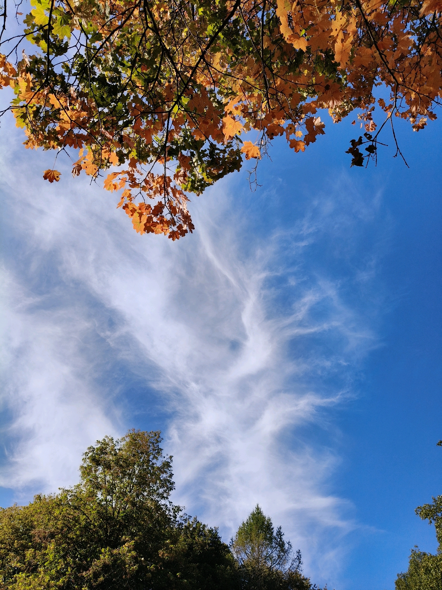The image shows a view looking upwards towards a bright blue sky with wispy white clouds. In the foreground, the branches of a tree with golden and green leaves, suggesting autumn, extend from the top of the frame. Below this, a canopy of green trees fills the bottom portion of the image. The scene appears to be an outdoor natural setting, possibly a park or forest area within the city of Naro-Fominsk, Russia. There are no people or identifiable man-made structures visible in this specific frame.