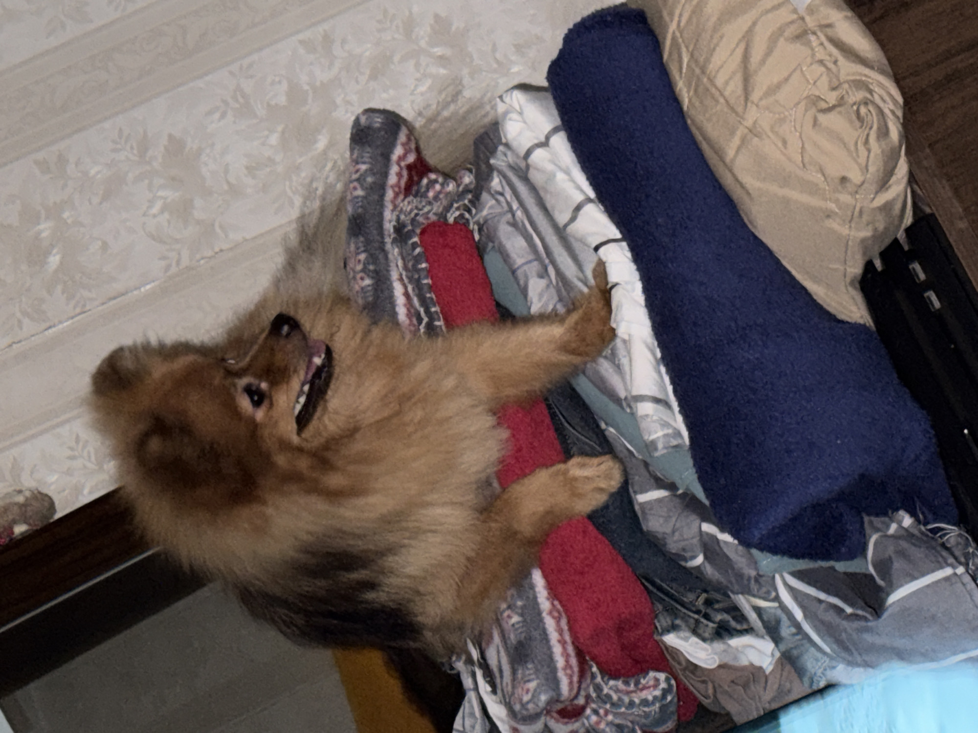 A pomeranian dog with light brown and black fur is sitting on top of a pile of folded laundry. The dog is facing to the right, with its mouth open and tongue slightly out. The laundry consists of various fabrics, including red, blue, grey, and patterned items. The background shows a wall with patterned wallpaper and a wooden surface. The scene appears to be indoors, possibly in a domestic setting in Khimki, Russia.