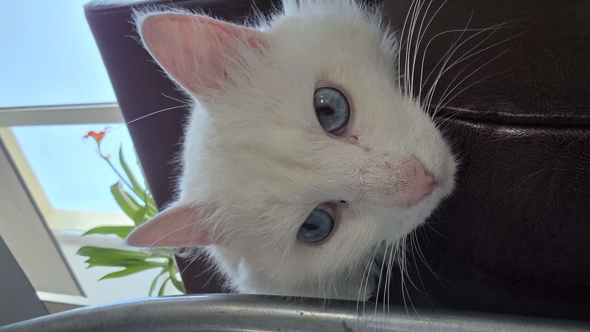 A close-up shot captures a fluffy white cat with striking blue eyes resting its head on a dark brown leather surface, possibly an armchair or sofa. The cat's fur is primarily white, with hints of pink visible in its ears. Its eyes are a vivid blue, and long white whiskers extend outwards from its nose. Behind the cat, a window reveals a clear blue sky and the silhouette of a plant with green leaves and a small orange flower. The setting appears to be indoors, with a metal object, possibly part of a chair or table, visible on the left side of the frame. There is no information available regarding the location in the city of Старошареево, Russia.