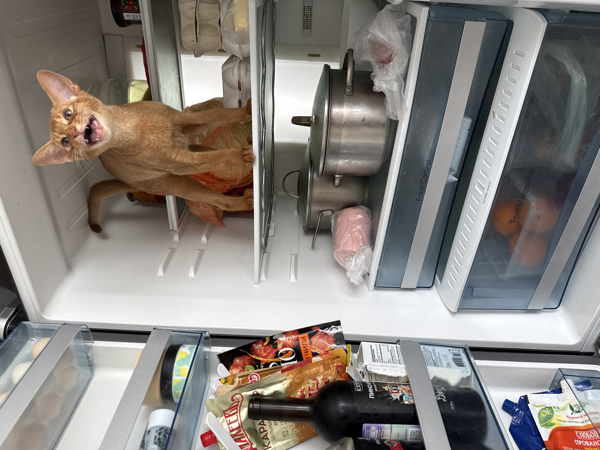An Abyssinian cat with bright orange fur is perched on a shelf inside an open refrigerator, its mouth wide open in a meow. The refrigerator contains various food items including packaged meats, sauces, bottles, pots, and drawers filled with produce. The cat is the central subject, positioned on an orange plastic bag. The environment appears to be a domestic kitchen in Stary Oskol, Russia.