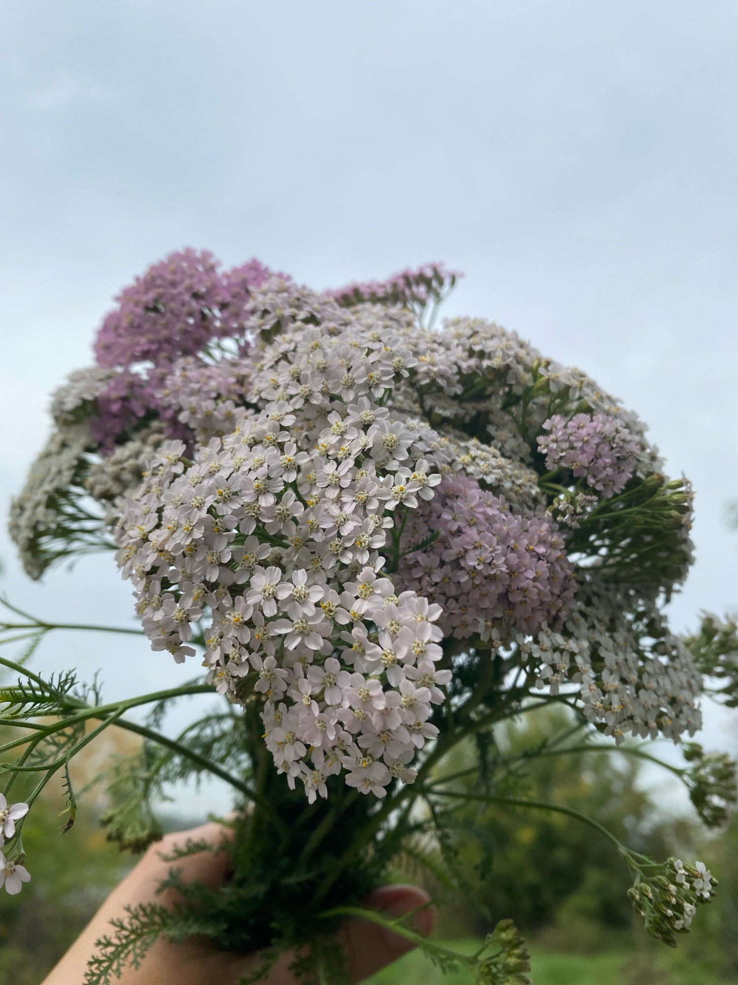 A hand is holding a bouquet of yarrow flowers. The bouquet consists of clusters of small white and pink flowers, with green stems and feathery leaves. The background is a softly blurred landscape of greenery and an overcast sky. The image does not contain any information that would allow for the identification of a specific location in Novokuznetsk, Russia.