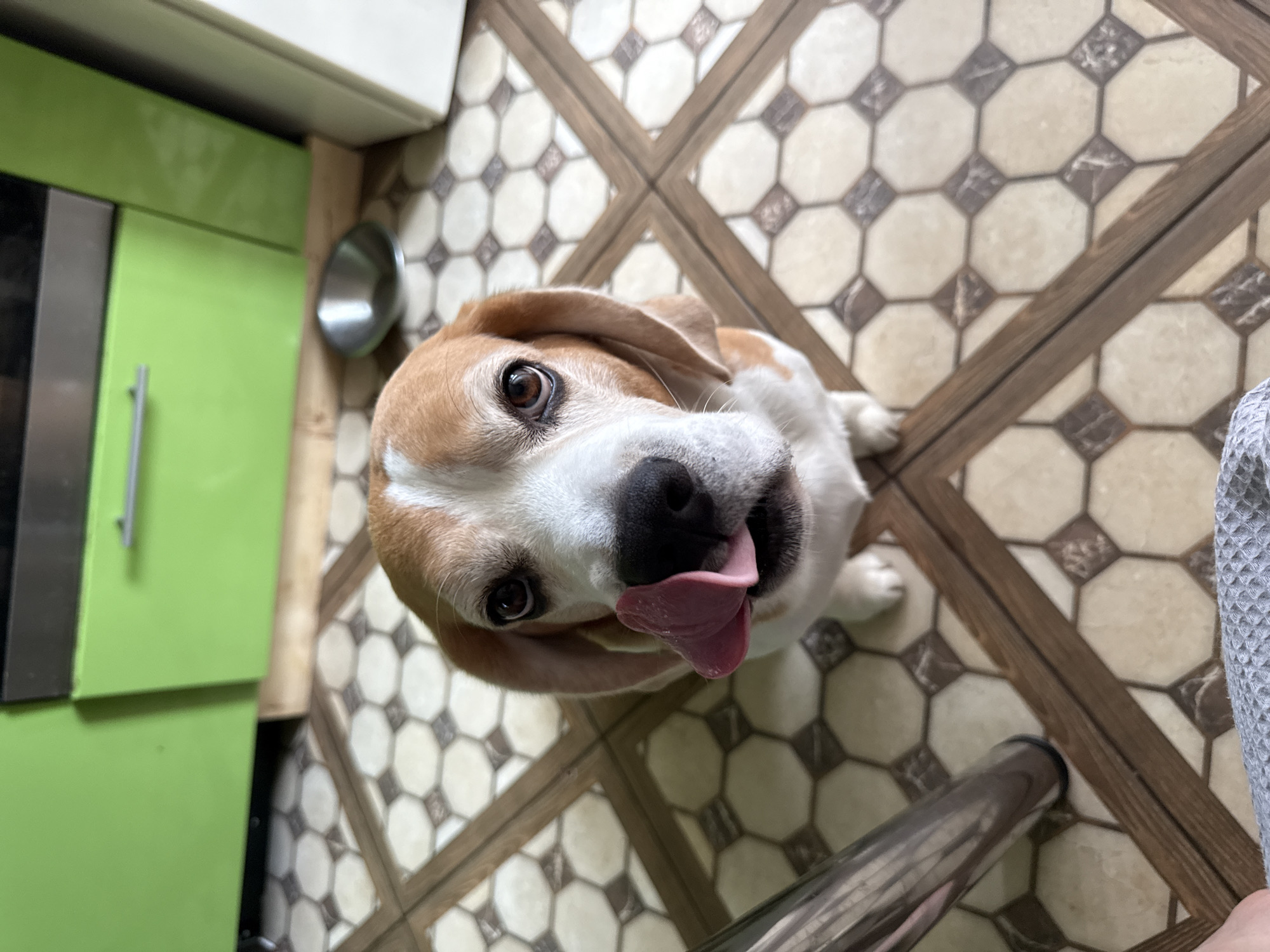 A Beagle dog with brown and white markings sits on a tiled floor in a kitchen. The dog is looking up at the camera with its tongue out, licking its lips. In the background, there are green kitchen cabinets and a stainless steel bowl. The floor is made of hexagonal tiles with a brown and cream pattern. The image is taken from a high angle, looking down at the dog. The location is not specified in the image.