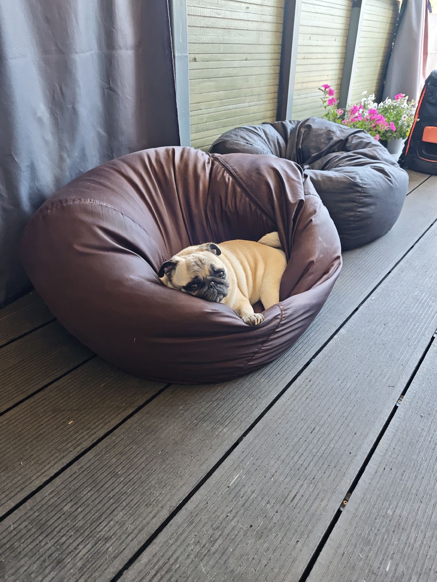 In an outdoor setting, likely a deck or patio, a pug dog rests on a large, brown beanbag chair. The pug is lying on its side, with its head resting on the edge of the beanbag, and its eyes appear closed or partially closed. The beanbag is deep and has a slightly wrinkled texture. Behind the brown beanbag, a dark gray beanbag chair is visible, partially obscuring a cluster of pink and white flowers in pots. The background consists of horizontal wooden planks, painted a muted green, and a dark gray curtain or screen. The deck surface is composed of gray wooden planks.
