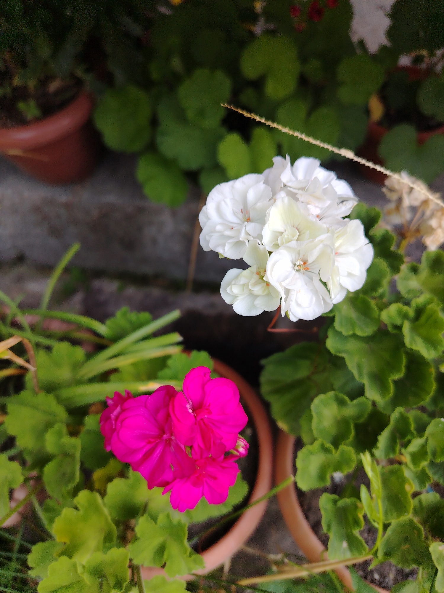 A close-up, slightly angled outdoor shot features two clusters of geranium flowers in terracotta pots. The foreground is dominated by vibrant pink geraniums on the left, with lush green foliage surrounding them. To the upper right, a cluster of delicate white geraniums is visible, also surrounded by green leaves. The background is a blur of dark green foliage and a hint of a brown pot, suggesting an urban garden setting in Shaki, Azerbaijan. A thin, dried stalk extends diagonally across the frame, adding a natural element to the composition. The lighting is soft, indicating it might be overcast or late in the day.