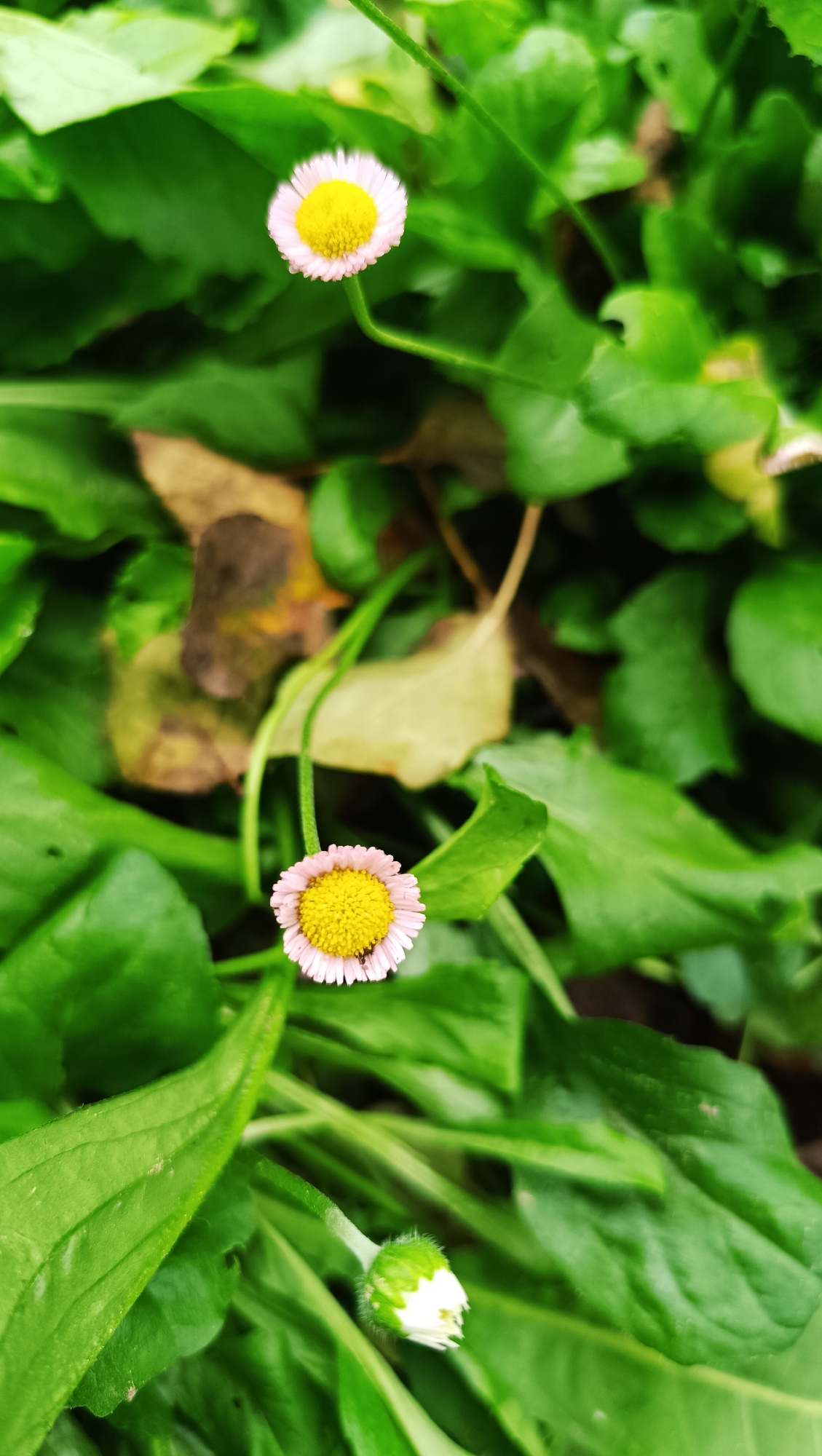 In the city of Karsha, Russia, this close-up, eye-level shot features two small, daisy-like flowers with pink petals and yellow centers, surrounded by lush green foliage. One flower is in sharp focus in the foreground, while another, slightly out of focus, is positioned higher and to the left. A third, tightly closed bud, also appears to be a daisy, is visible in the lower right corner. The background consists of various green leaves, some of which are dry and brown, suggesting a natural outdoor environment. The lighting appears to be natural daylight, casting soft shadows. No people are present in the image.