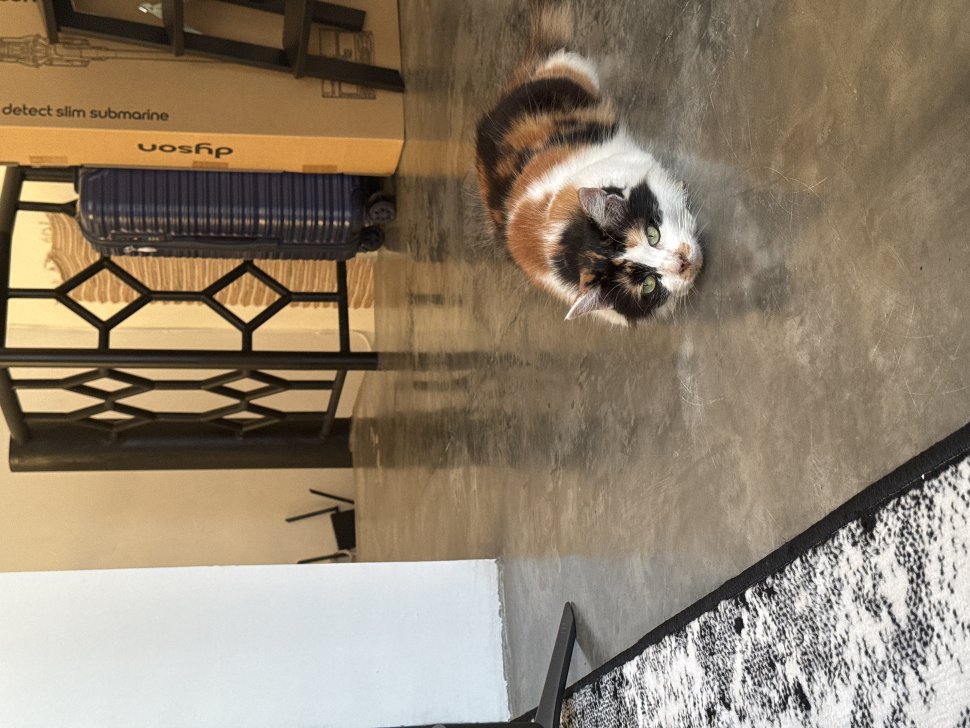 The image shows an indoor scene in North Kuta, Indonesia. A calico cat is looking up at the camera. Next to the cat is a metal table with a suitcase on it. On top of the suitcase is a Dyson box that reads "detect slim submarine". A section of carpet is visible near the bottom right of the image. Part of a white wall is located in the bottom left of the image. The floor is a grey cement-like material.