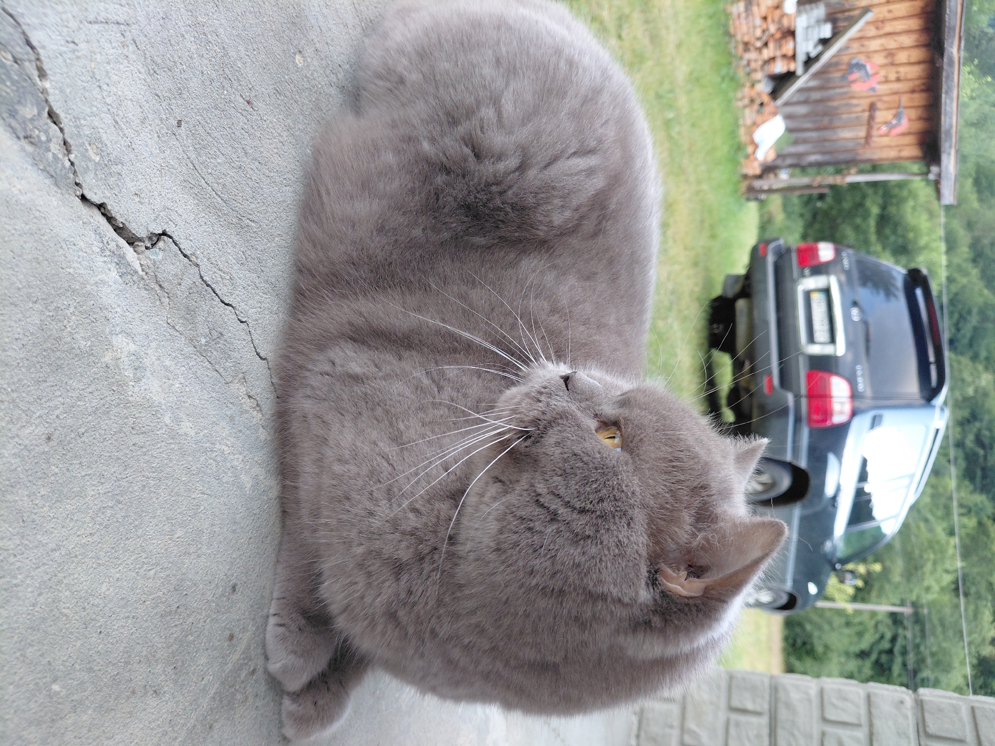 A fluffy, gray cat with yellow eyes is lying on a cracked concrete surface. The cat is positioned in the foreground, facing to the right and looking away from the camera. In the background, there is a wooden shed with some red decorations, a stack of wood, and a dark-colored SUV. The scene appears to be outdoors, with green grass and trees visible. The location is identified as Chernyk, Ukraine.