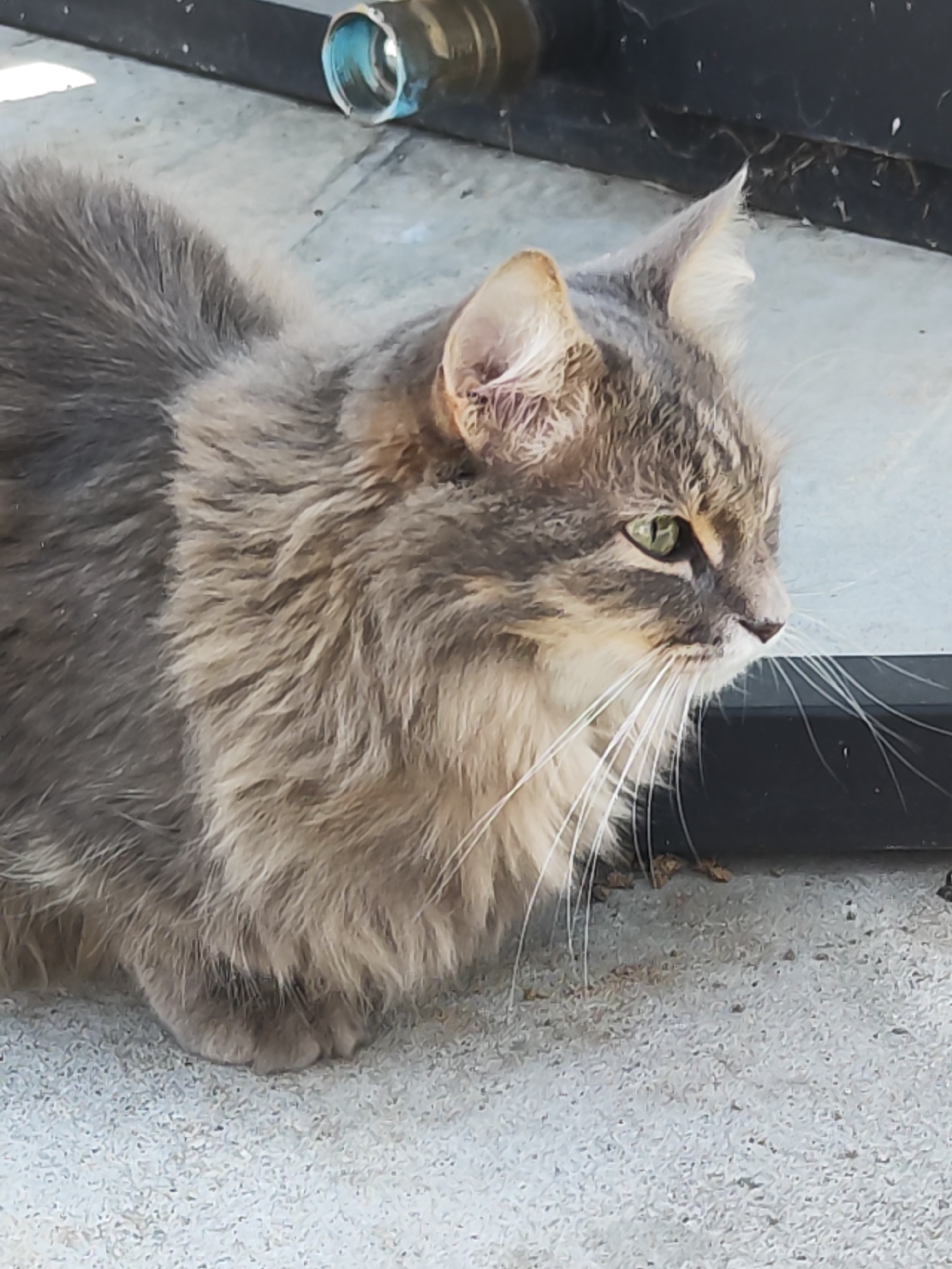 A gray tabby cat sits on a concrete surface, looking to the right. Above the cat, partially visible, is a horizontal black object and a clear plastic bottle with a blue accent. The location is Chaikovsky, Russia.