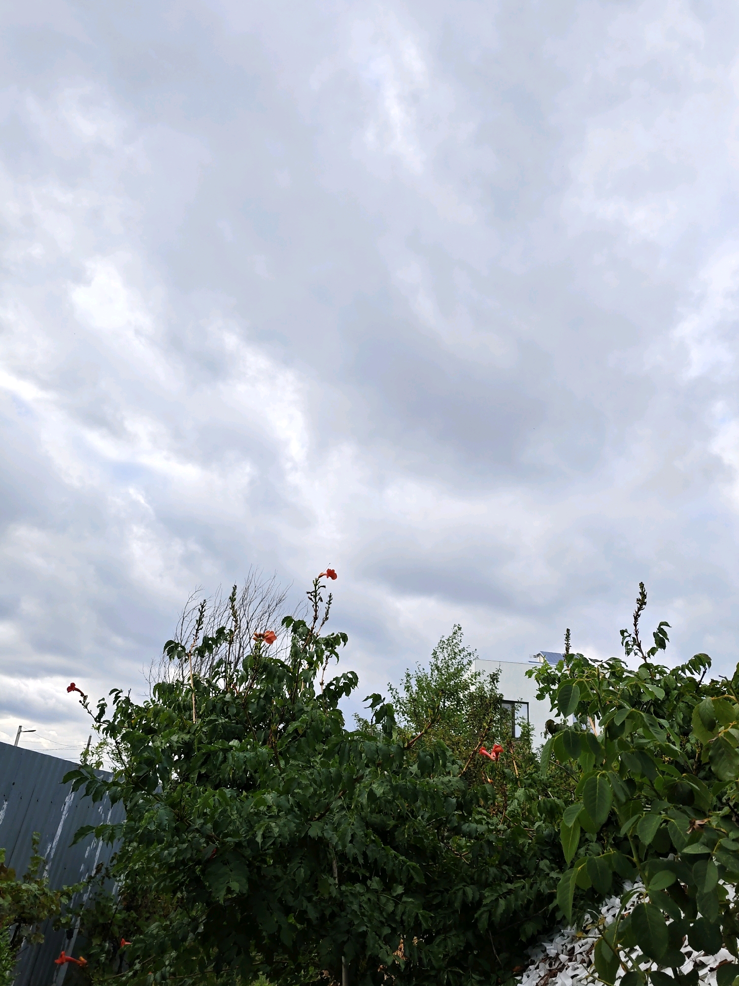 The image depicts an overcast sky above lush green foliage and several orange trumpet-shaped flowers. In the background, a modern white building with dark-framed windows is partially visible. To the left, a corrugated metal fence runs diagonally across the lower portion of the frame. The scene appears to be a backyard or garden area. The clouds are thick and gray, suggesting impending rain or recent precipitation. The flowers are vibrant against the dense greenery, with some branches showing dried twigs. The overall impression is one of a somewhat wild or unkempt garden space under a moody sky. There are no people or animals visible in the image. The scene is likely located in Rostov-on-Don, Russia, based on the provided context.