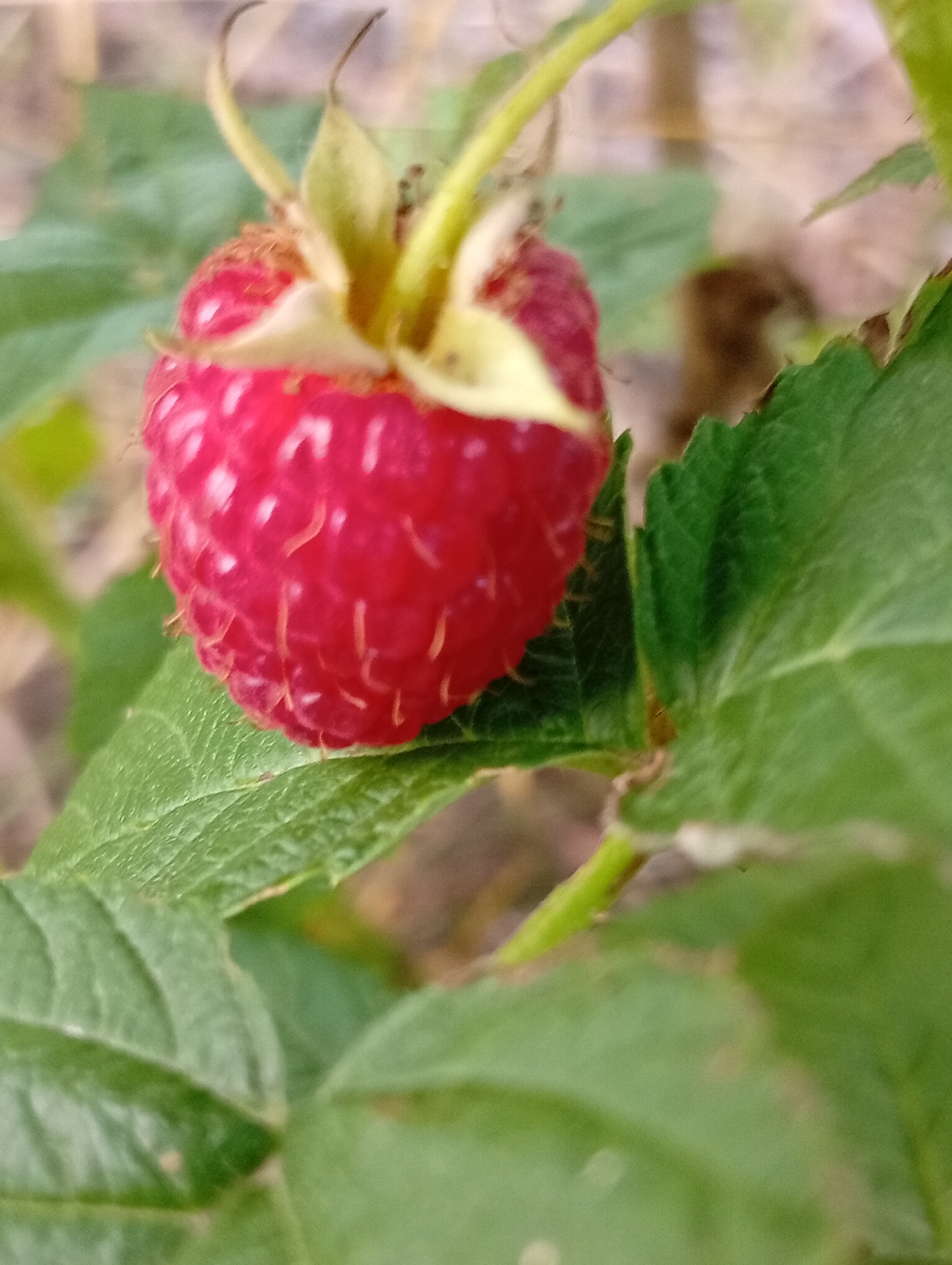 A close-up, shallow-depth-of-field shot shows a ripe, red raspberry hanging from a branch, surrounded by green leaves. The raspberry is plump and segmented, with tiny hairs visible on its surface. The stem and calyx are a pale green, with hints of yellow. The background is blurred, suggesting an outdoor environment. The image appears to be taken during daylight hours. The location is unknown.