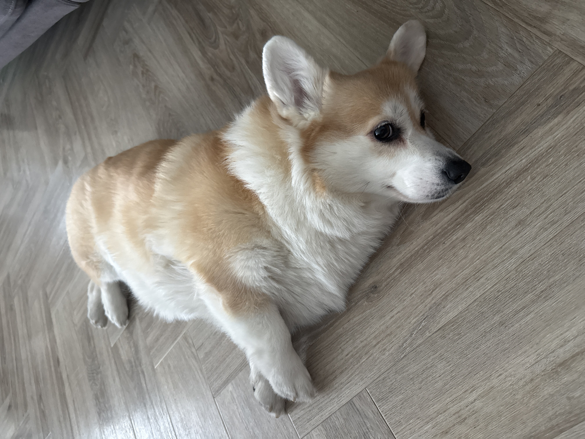 A tan and white Pembroke Welsh Corgi is lying on a light grey wood floor. The dog is positioned facing the upper right with its front paws crossed and its body angled towards the lower left of the image. The location cannot be determined from the image.