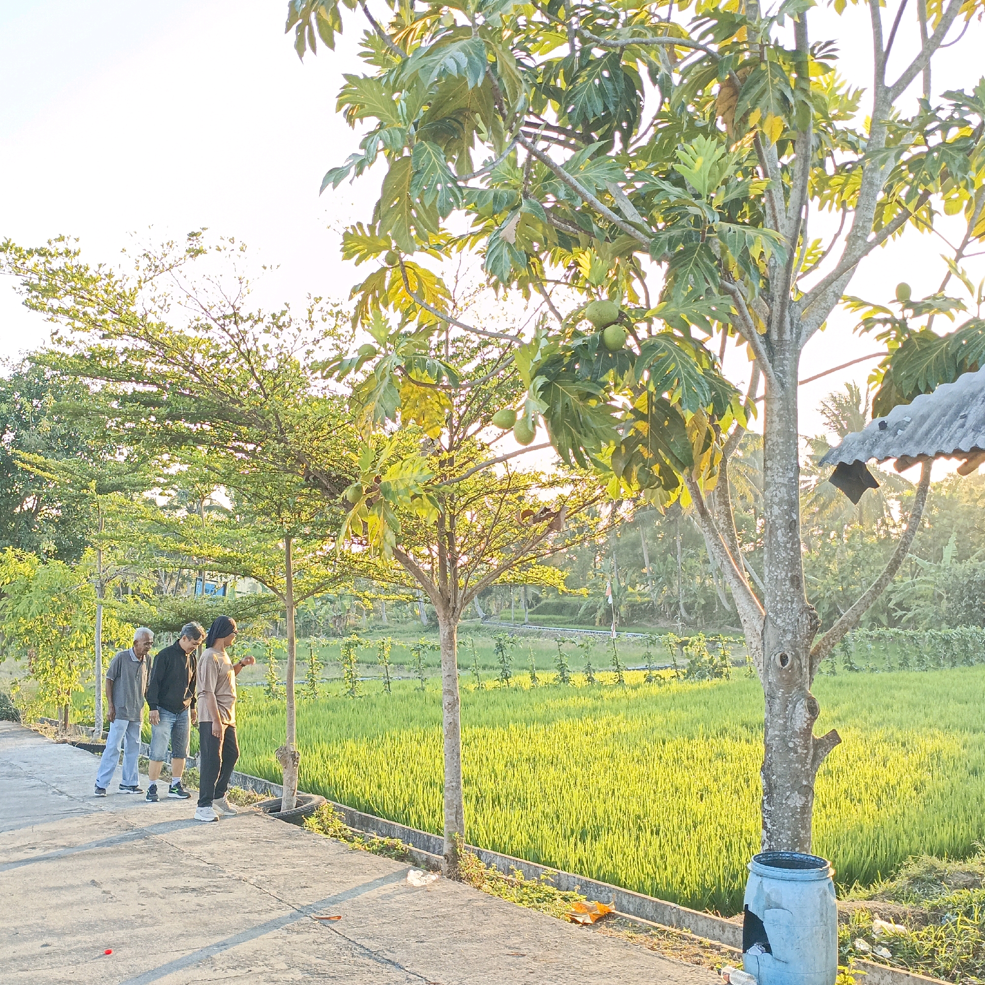 Three men stand on a paved path next to a bright green rice field in Salatiga, Indonesia. The man on the left, who appears elderly, wears a gray polo shirt and light blue pants. The middle man wears a black jacket and denim shorts, while the man on the right has on a tan shirt and black pants and is looking at something in his hand. A large tree with visible fruit stands to the right of the path, and its branches cast shadows. In the background, there are more trees and a small, rustic roofed structure. A blue trash bin is located at the base of the large tree. The sun is low in the sky, casting a warm glow over the scene.