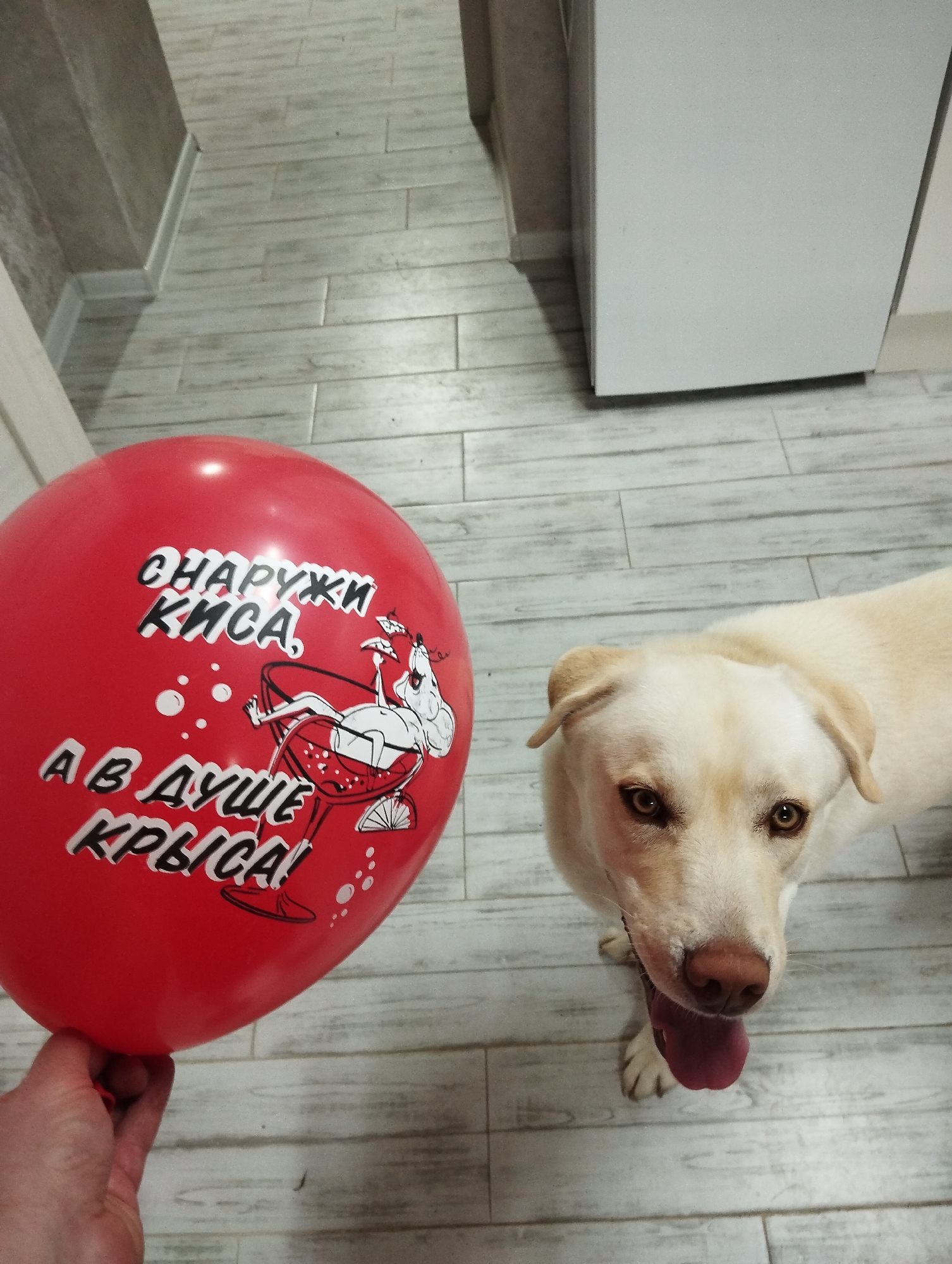 A yellow Labrador retriever dog is looking up at a red balloon being held by a person. The balloon has a cartoon image of a dog in a martini glass, and the Russian words "снаружи киса, а в душе крыса!" The background consists of a tiled floor and a white cabinet. The location is Grishanki, Russia.