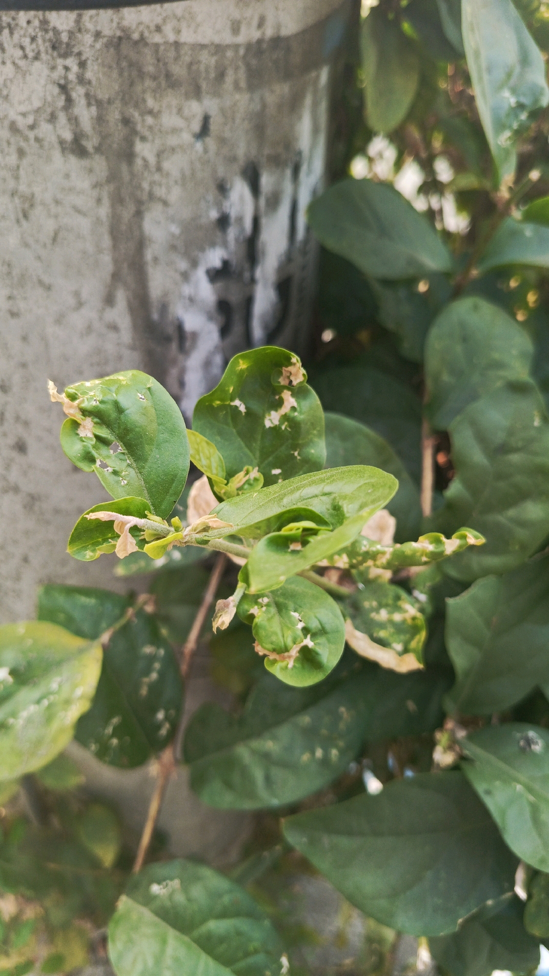 A close-up, eye-level, vertical shot focuses on a plant with green leaves growing against a textured, gray, vertical surface, likely a wall or column. The leaves exhibit signs of damage, with some edges appearing brown and crispy, and small holes or chewed sections are visible on several leaves. The background is blurred, suggesting shallow depth of field, with hints of other greenery and possibly sunlight filtering through. The overall impression is of a plant with some visible wear and tear, situated in an outdoor urban environment. The location of Ronowijayan, Indonesia, is noted, but no specific urban features directly confirm this.