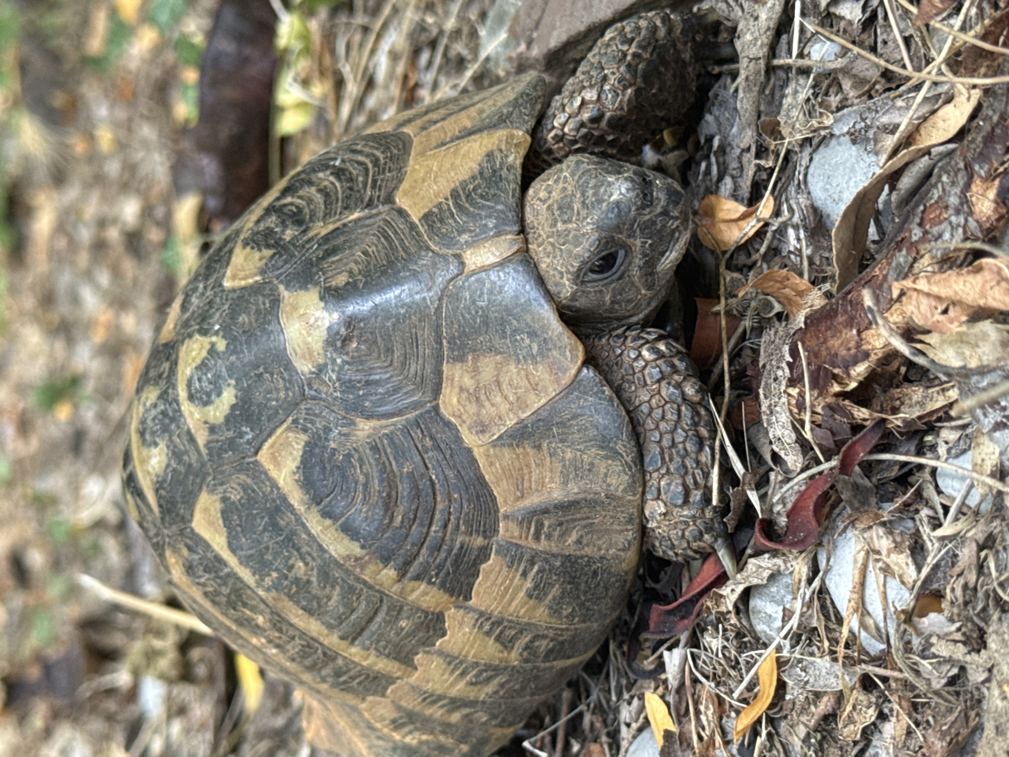 An extreme close-up shot shows a Greek tortoise (Testudo graeca) resting on a bed of dry leaves, twigs, and small gray stones. The tortoise's carapace displays a pattern of dark brown and tan scutes. Its head is partially extended, revealing a small black eye and textured brown skin. The tortoise is positioned in the center of the frame, with its legs tucked underneath its body. The background is blurred, suggesting a natural, outdoor environment. The lighting is natural and diffused, highlighting the textures and colors of the tortoise and its surroundings. The overall scene is one of a reptile in its natural habitat.