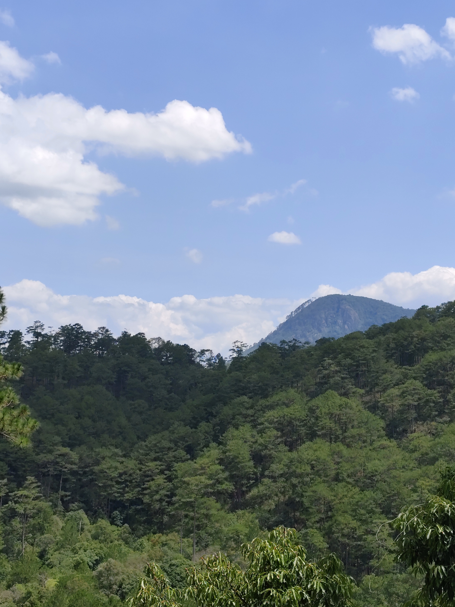 The image depicts a landscape in Da Lat, Vietnam, featuring a dense forest foreground with various shades of green foliage. The trees appear to be primarily pine trees, densely packed together. In the middle ground, a prominent mountain or hill is partially visible, shrouded in some mist or haze, and marked by its bare rock faces. The sky above is a clear blue with scattered cumulus clouds. There is no apparent human presence or constructed infrastructure visible in the image. The overall impression is one of natural, mountainous terrain.