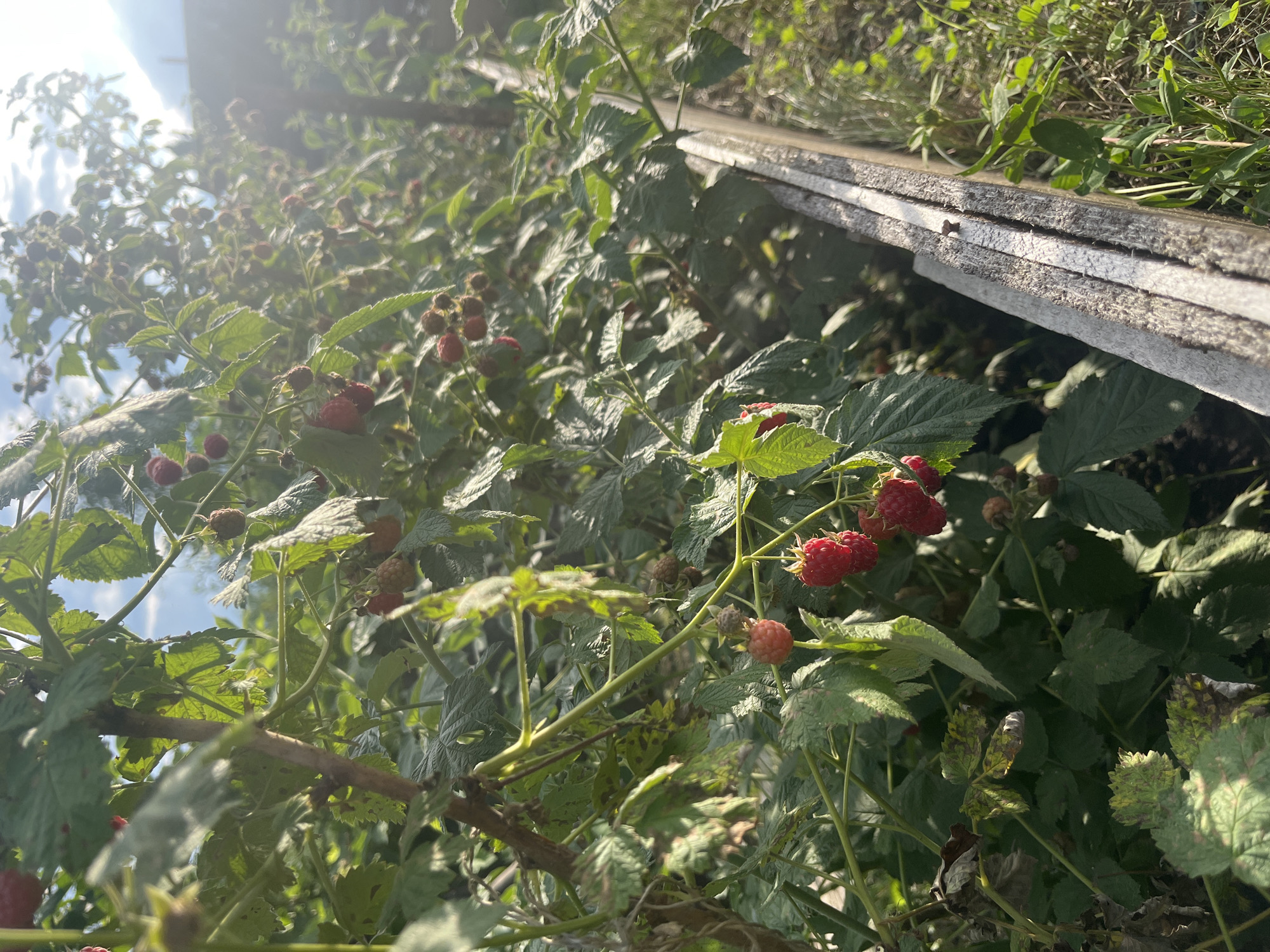 In Koniukhi, Russia, an outdoor scene captures a cluster of raspberry bushes laden with ripe red berries. The plants are lush with green leaves, some showing signs of browning or discoloration, suggesting they are in late-season growth. Sunlight filters through the foliage, creating a bright, hazy effect, particularly in the upper right quadrant of the image. In the foreground, a wooden structure, likely part of a garden bed or fence, runs diagonally from the bottom right corner towards the center. The wood appears weathered and light in color, with visible grain and a small nail protruding from the top plank. Beyond the raspberry bushes, the background shows more greenery and hints of a fence or building. The sky is visible through the leaves, appearing blue with some white clouds, illuminated by the sun. There are no people visible in the image.