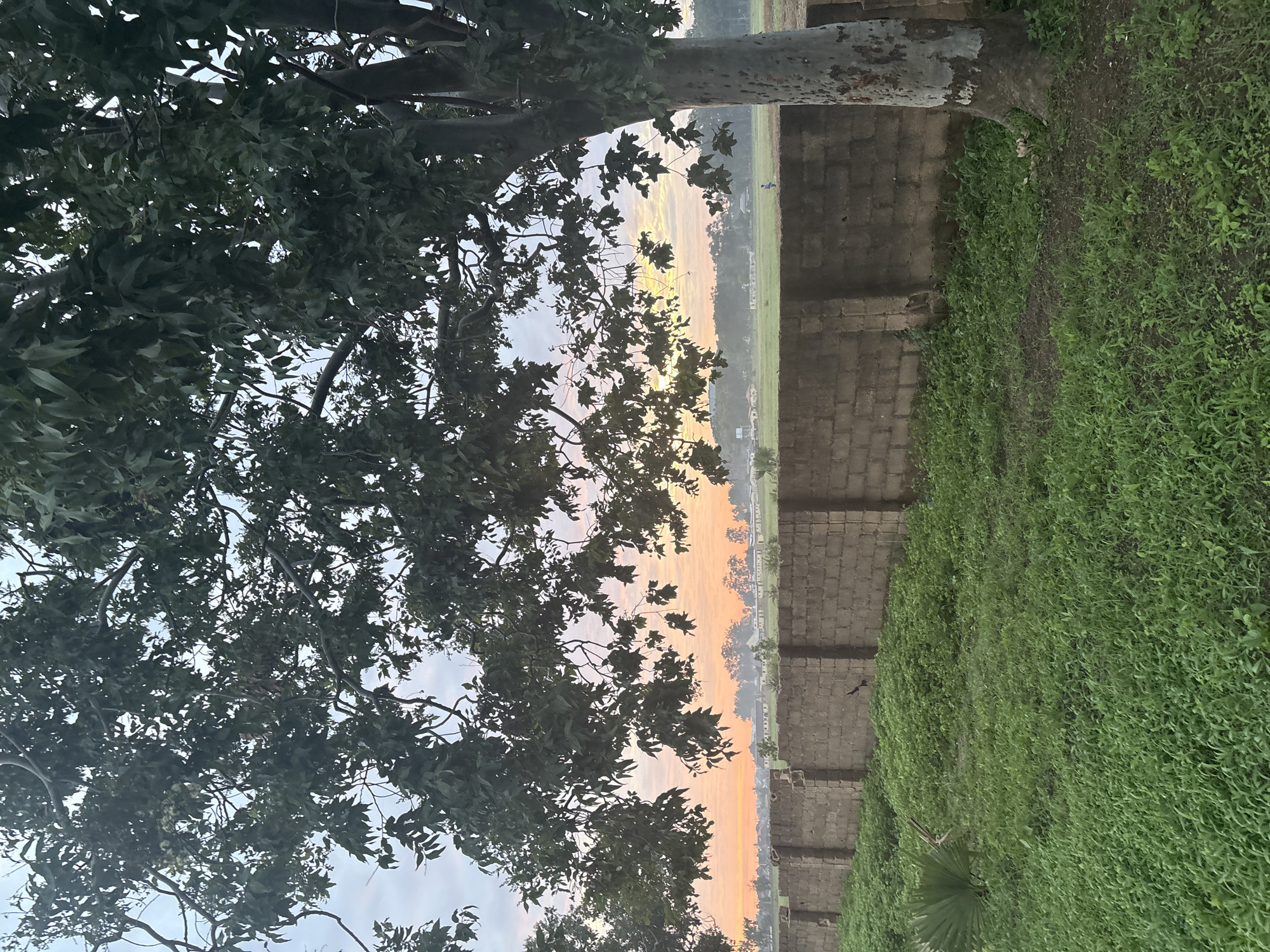 This image depicts an outdoor scene in Bukuru, Nigeria, at either sunrise or sunset, characterized by a low horizon line and warm, soft lighting. In the immediate foreground, a dense, verdant expanse of ground cover, primarily light green grass, occupies the lower third of the frame. A low, unfinished concrete block wall, constructed from stacked grey cinder blocks, traverses horizontally across the middle ground, separating the foreground vegetation from the wider expanse beyond. To the left of the foreground, a single fan palm plant with several fronds is visible.
Dominating the upper half and the right side of the image are the dark green, leafy canopies of large trees, partially silhouetted against the sky. The trunk of a substantial tree, exhibiting a textured, light-grey bark, is prominently positioned on the far right, extending from the bottom edge towards the upper right. Within the foliage in the upper left, small clusters of white flowers are discernible.
Beyond the concrete wall, a flat, expansive green field or cultivated area extends into the distant horizon. A single, small human figure, indistinct in detail due to distance, is visible standing within this field towards the center-right. In the far distance, across the field, numerous low-rise buildings with light-colored roofs are scattered among clusters of trees and vegetation. A tall, slender structure, possibly a water tower, is faintly visible on the distant horizon to the left. The sky, especially near the horizon, displays gradients of soft orange and yellow, transitioning upwards into lighter grey and blue tones, indicative of twilight conditions.