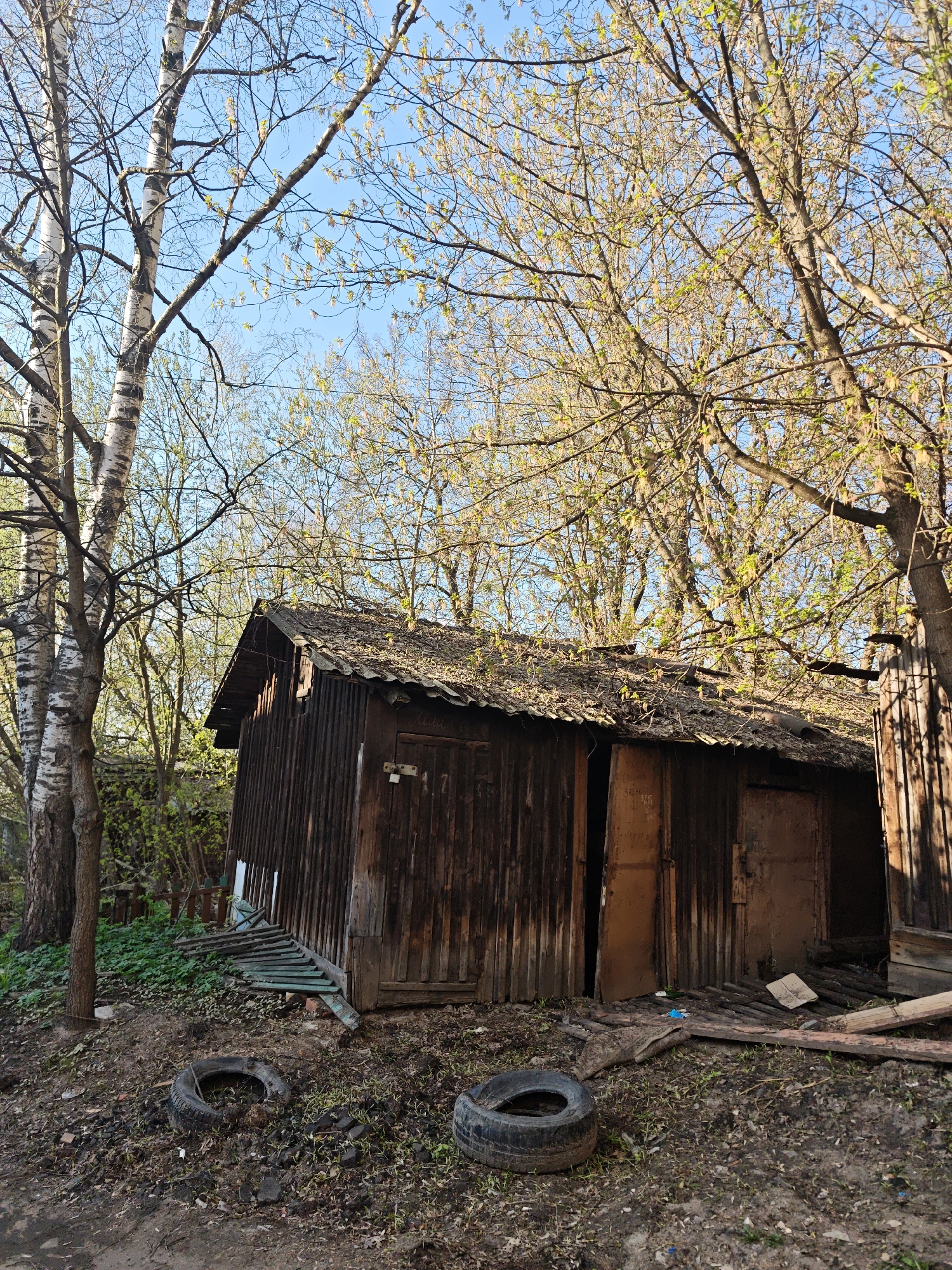 The image shows a dilapidated, wooden, corrugated metal-roofed shed or outbuilding in Noginsk, Russia. The building has two dark wooden doors, one ajar, revealing a dark interior. Debris litters the area around the structure, including two discarded tires, pieces of wood, and a blue metal ladder. The surrounding vegetation includes birch trees and other trees with new green leaves. The sky is visible through the trees and is blue. The ground appears to be dirt and some sparse grass. The scene suggests neglect and disuse. There are no people present in the image.