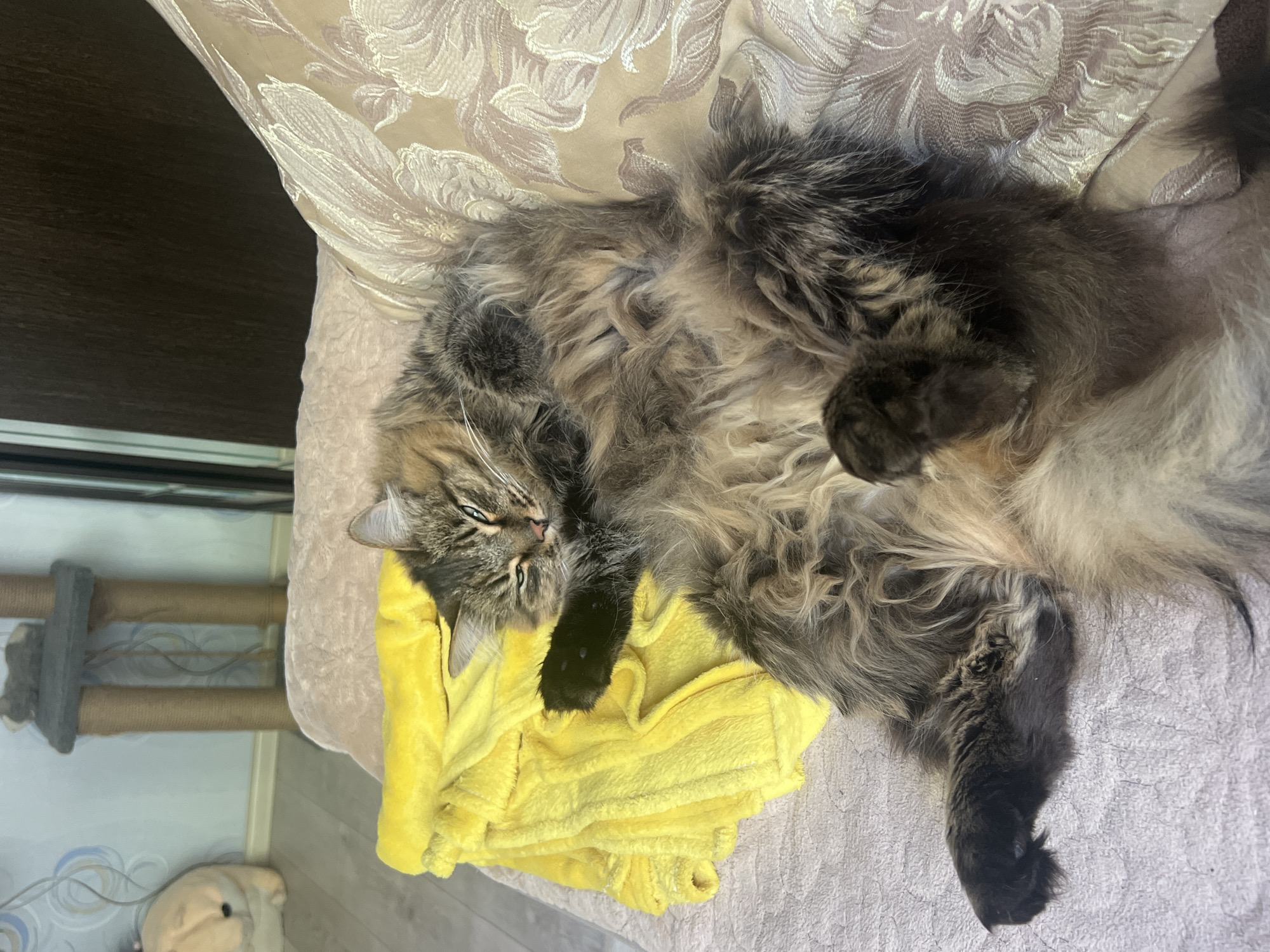 A long-haired gray and black cat is lying on its back on a light-colored sofa or chair with a patterned fabric. The cat is draped on a folded yellow towel. The cat's paws are black. Behind the sofa is a sliding-door closet. To the left of the sofa, a cat tower stands next to the closet. The cat appears to be asleep. The location is Chaikovsky, Russia.