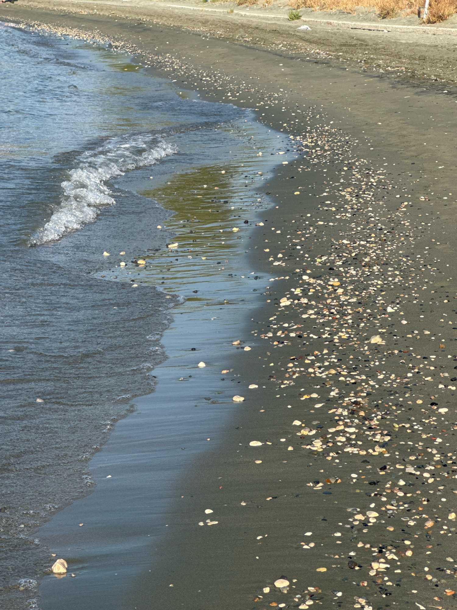 The image shows a close-up view of a sandy beach. The sand is dark gray and is covered with numerous small, light-colored shells. A gentle wave is washing ashore on the left side of the frame, creating a foamy edge where it meets the sand. The water is a deep blue and reflects the surrounding environment. In the background, the sand extends further, meeting a dry, grassy area. The scene appears to be a natural beach environment, likely in a coastal area.