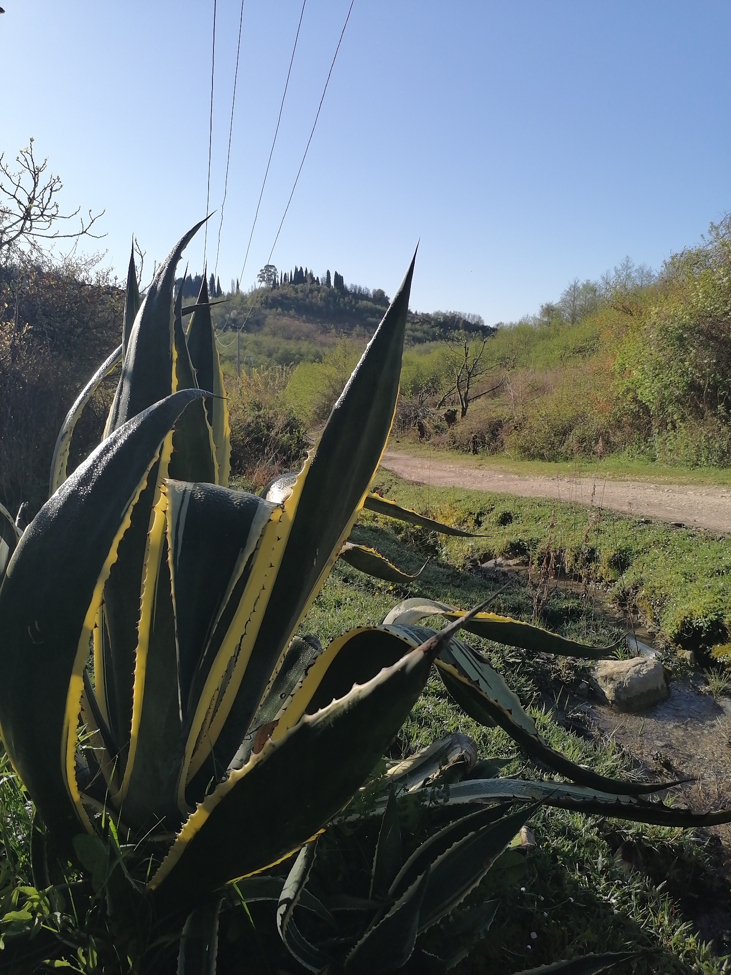 This media file depicts an outdoor landscape scene, likely in a rural or semi-rural setting, captured on a clear, sunny day. The dominant subject in the foreground, positioned to the left, is a large agave plant. Its thick, succulent leaves are a deep green with prominent yellow stripes along their margins and sharp, pointed tips and spiny edges. The surfaces of some leaves glisten, suggesting they might be wet with dew or reflecting the bright sunlight.
Behind the agave, a light-colored dirt path or road winds through the mid-ground, flanked by green grass and various shrubs and trees. A small stream or ditch with some visible rocks runs parallel to the path on the right side. The background consists of rolling hills covered in dense vegetation, including a mix of deciduous trees with some bare branches and evergreen foliage. A cluster of tall, slender, dark coniferous trees, possibly cypresses, creates a distinct silhouette on a distant hilltop.
Several thin, dark lines, likely power lines or telephone wires, stretch across the upper part of the bright, cloudless blue sky. The clear sky and strong illumination indicate good weather, most probably late morning or early afternoon. There are no people or specific activities taking place, and no visible text in the image. The scene evokes a sense of natural beauty and peacefulness.
