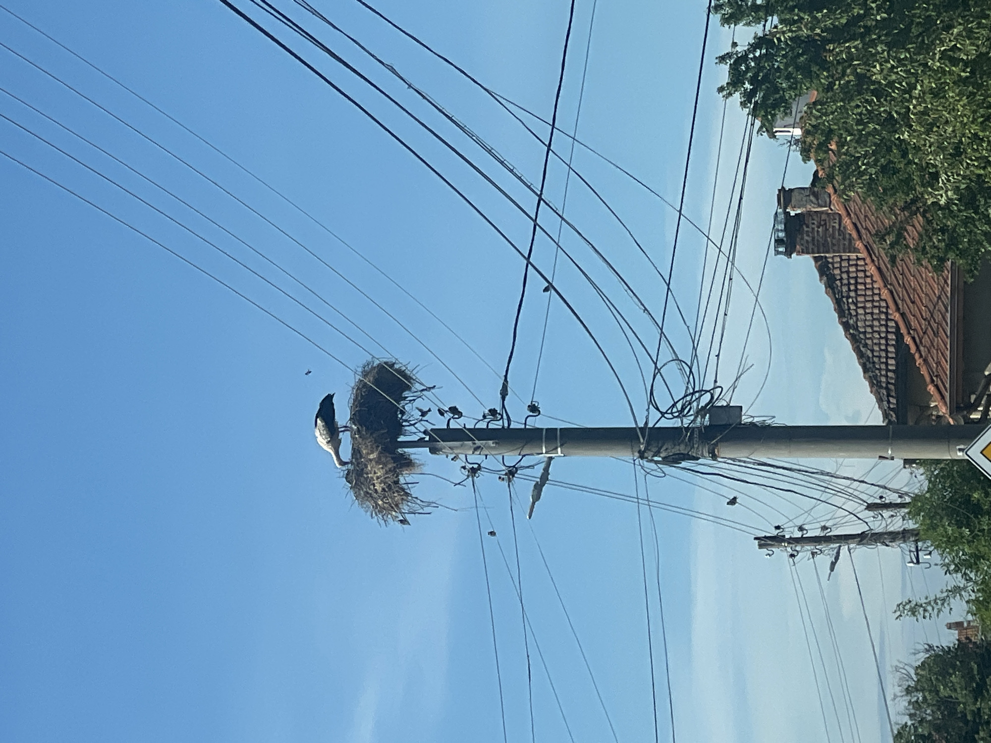 A daytime view shows a white stork perched on a large nest atop a concrete utility pole with numerous electrical wires running across a clear, light blue sky. The nest appears to be made of twigs, grass, and debris. The pole is located near buildings with red tiled roofs and green trees, suggesting an urban or suburban environment. The location is Brezovo, Bulgaria.
