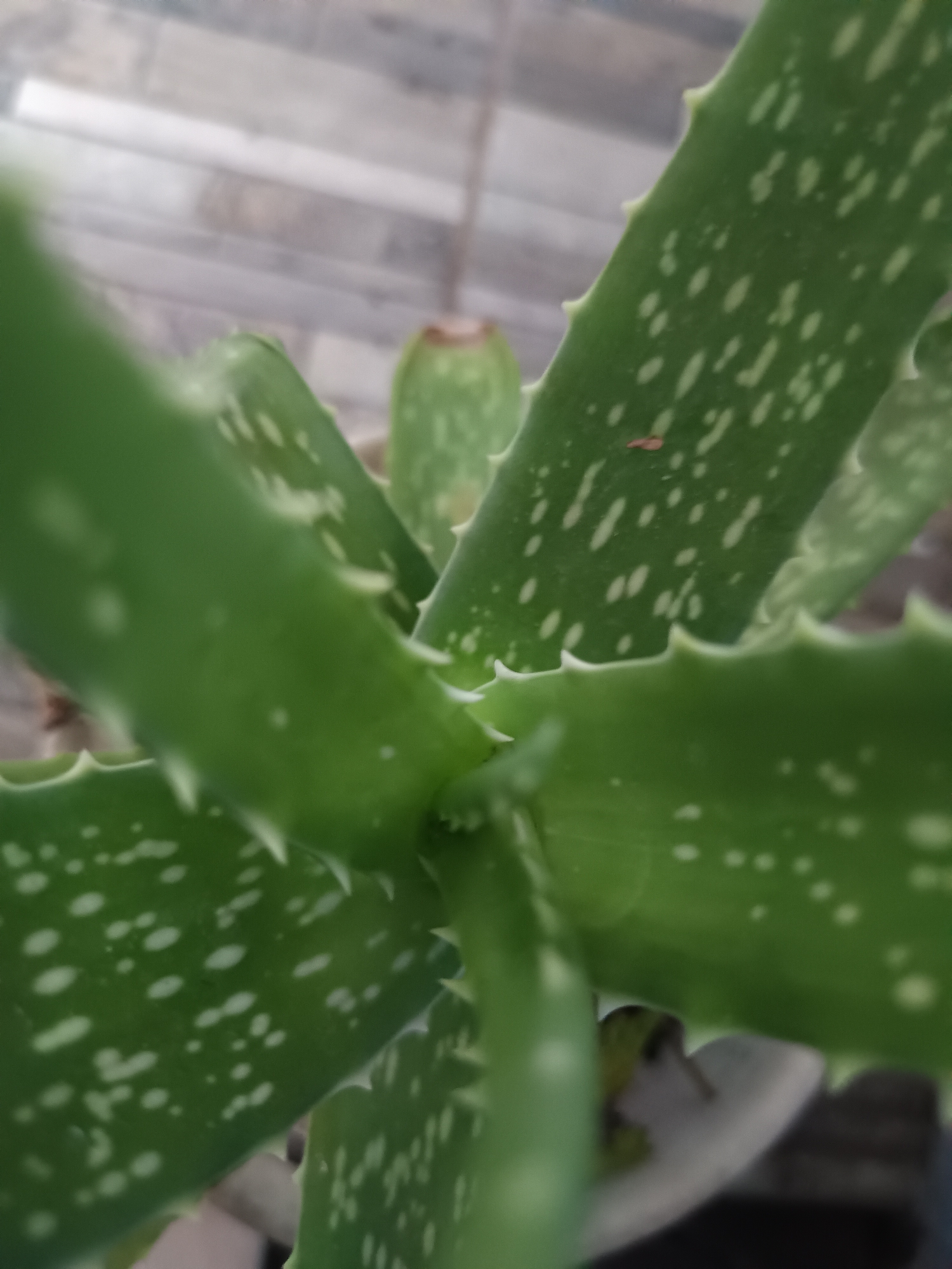 The image shows a close-up view of an Aloe vera plant, characterized by its green leaves with white speckles and serrated edges. The plant is the primary subject, and its leaves are arranged in a rosette pattern. The background is a blurred, light-colored surface. The location is Maleber, Indonesia.