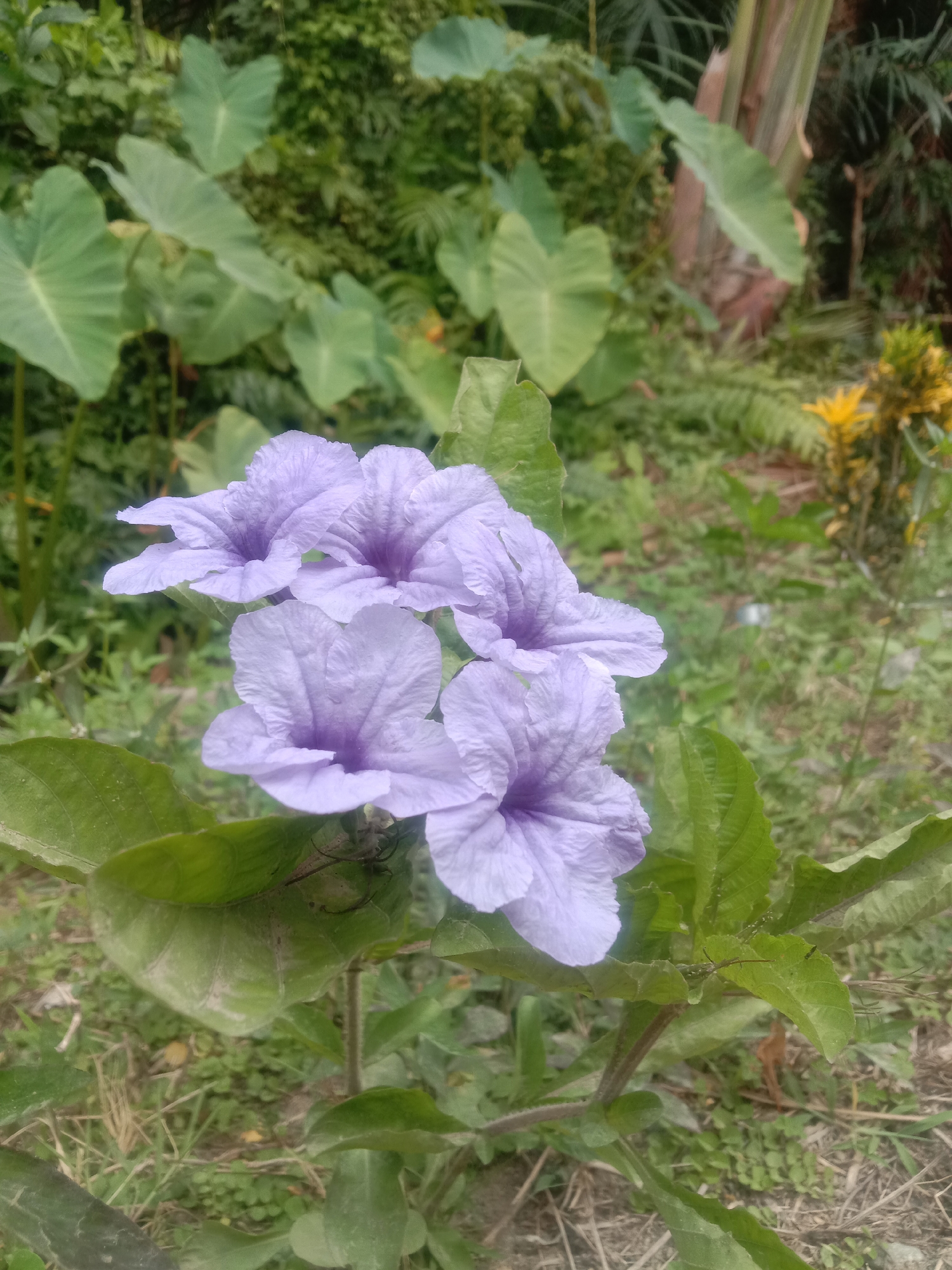 A cluster of four purple flowers, likely Ruellia, are in the foreground of the image. The flowers have delicate, crinkled petals and are centered in the frame. They are surrounded by lush green leaves, some of which appear dusty. In the background, there is a dense arrangement of large, green, elephant-ear-like leaves, with more foliage and some yellow flowers visible further in the distance. The ground appears to be covered in a mix of dry grass, small green plants, and dirt. The lighting suggests it is daytime, possibly overcast, with soft shadows.