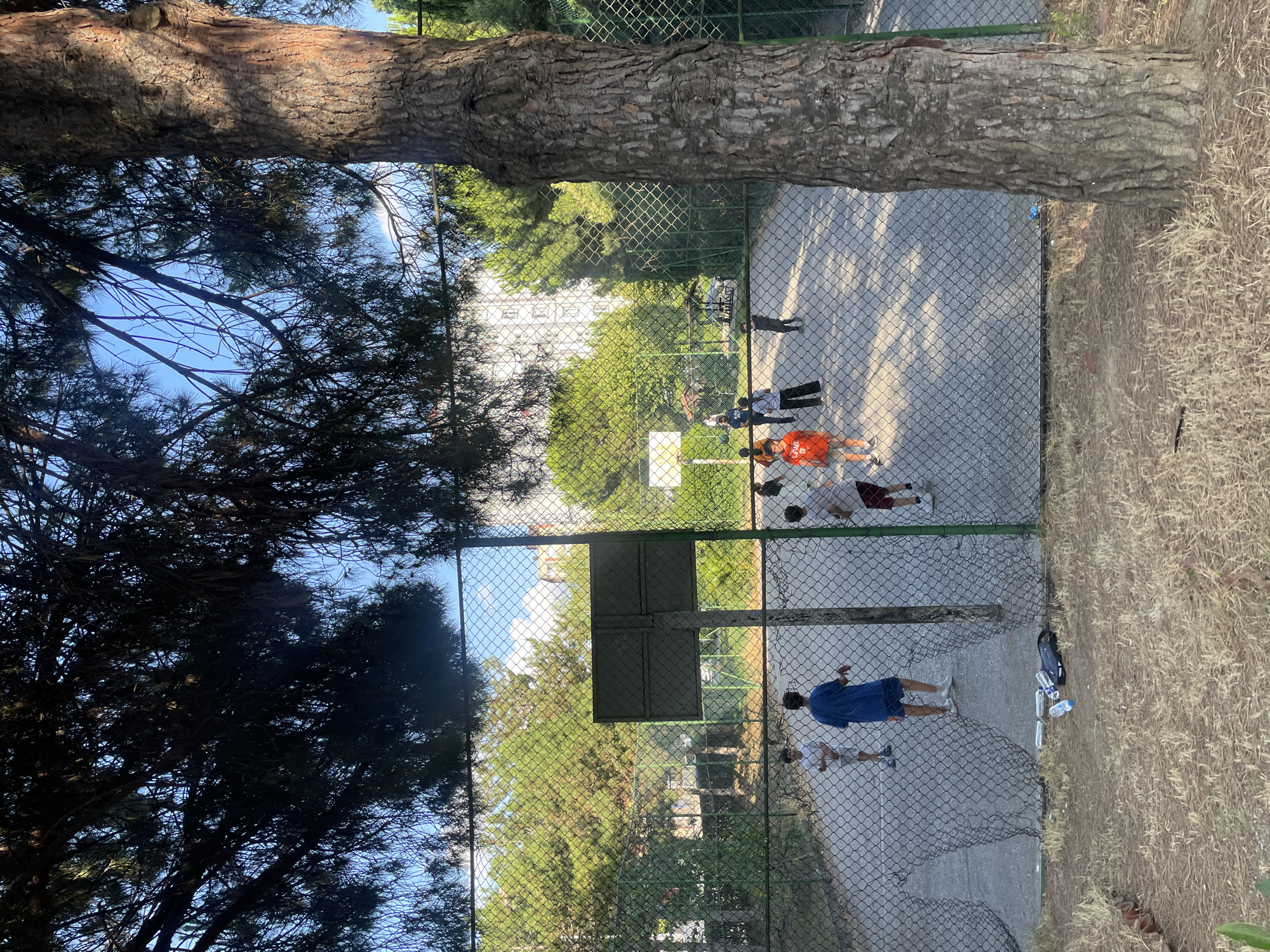 In Başakşehir, Turkey, on a sunny day, a group of young boys plays basketball on an outdoor court enclosed by a chain-link fence. A large pine tree stands prominently in the foreground to the right, its textured bark visible. The court has a basketball hoop with a backboard. Several boys are scattered across the court, some dribbling or preparing to shoot a ball, while others stand by. Beyond the fence, lush green trees and a tall apartment building are visible. The ground in front of the fence is covered with dry grass and pine needles, with some scattered plastic bottles and a black bag. The scene captures a moment of casual recreation in an urban park setting.