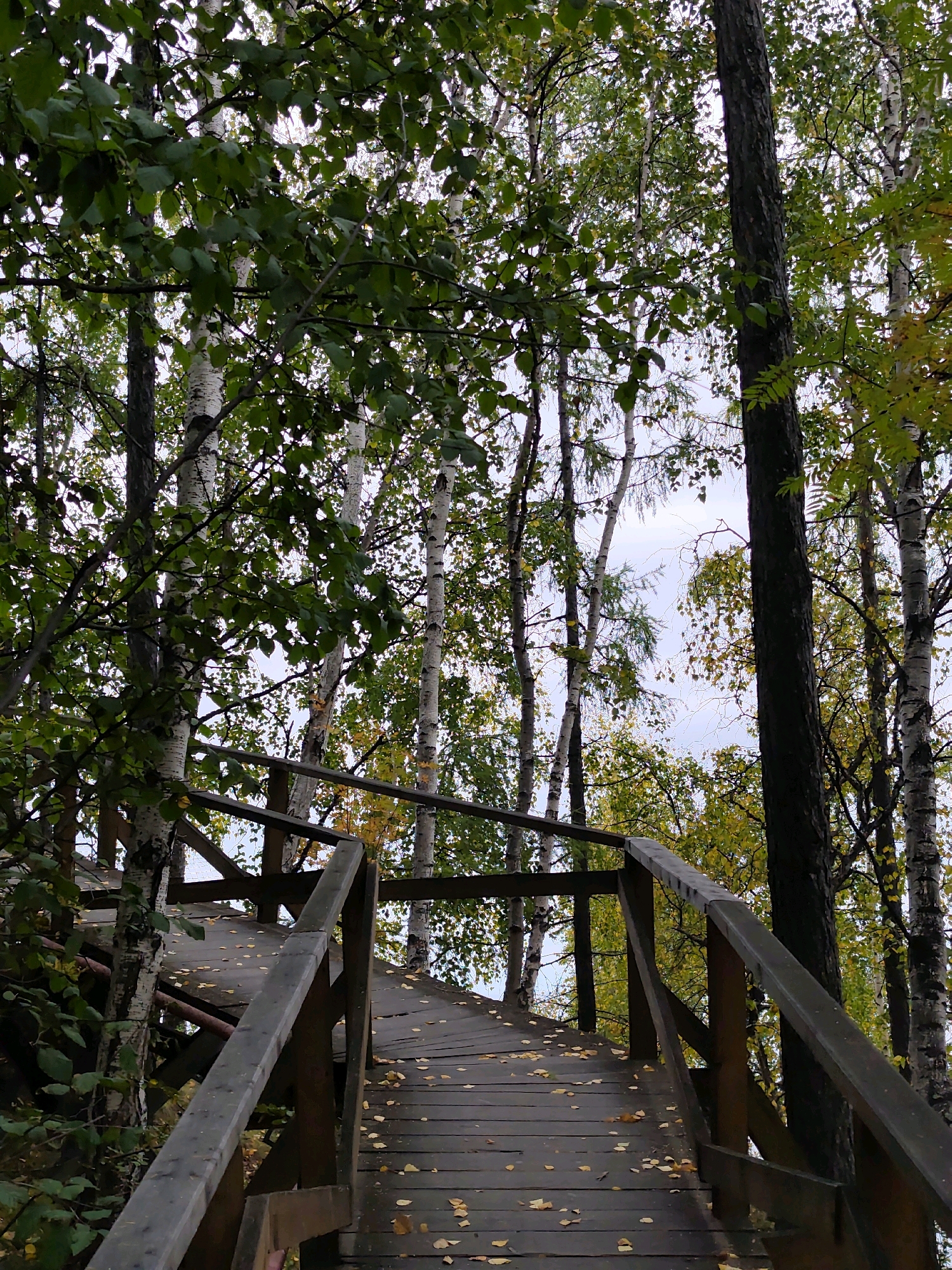 The image depicts an elevated wooden boardwalk winding through a forest with birch and other trees. The leaves on the trees are a mix of green and yellow, suggesting an autumn season. Scattered yellow leaves are visible on the wooden planks of the boardwalk. The boardwalk has wooden railings on either side. The sky is overcast. The scene appears to be in a natural, wooded area. While the city of Listvyanka, Russia is mentioned, there are no specific landmarks or identifiable features within the image to confirm this location. There are no people present in the image, nor any actions or interactions taking place. The overall environment is a tranquil forest scene with a man-made structure.