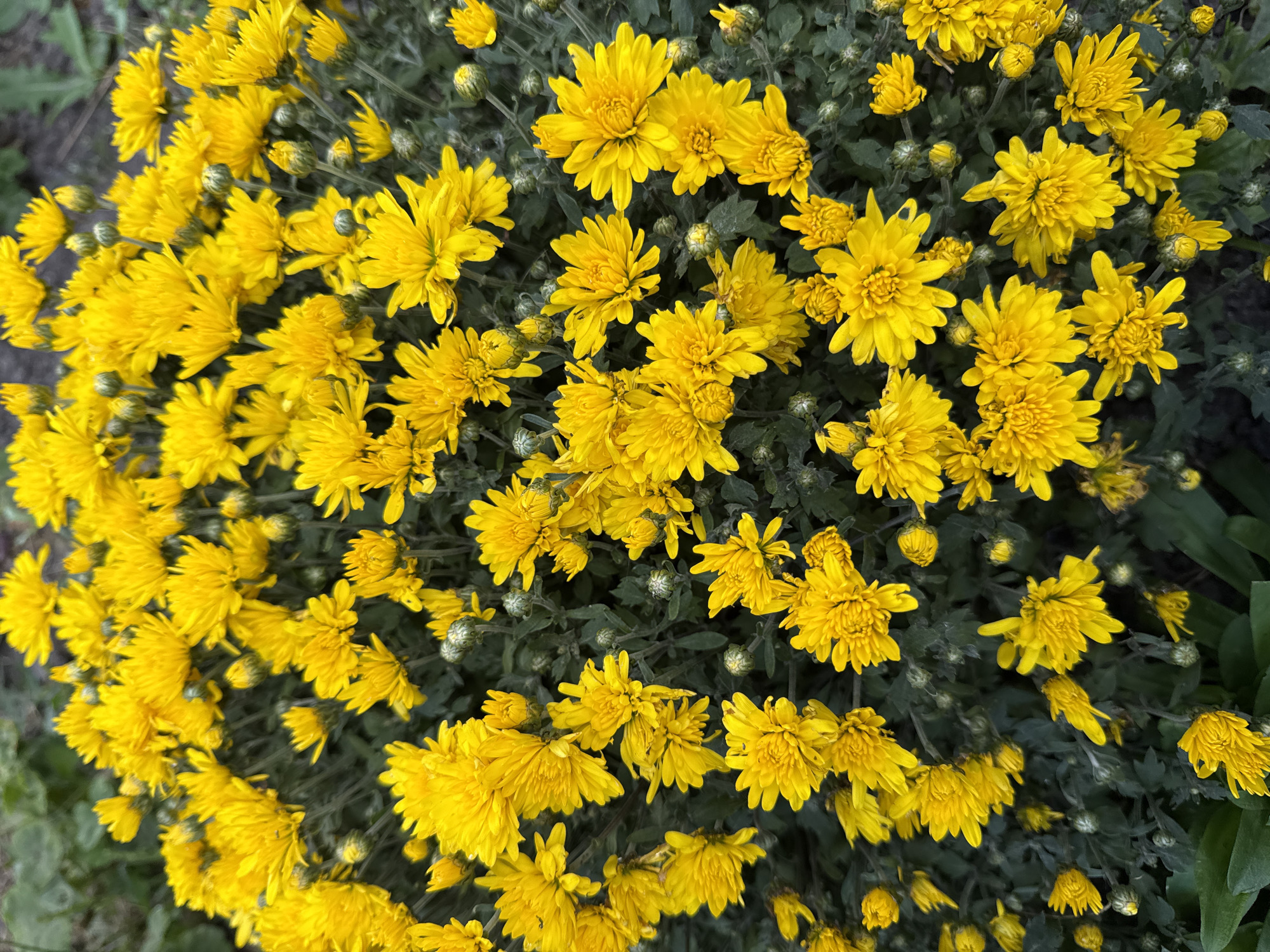This is a close-up, overhead shot of a dense cluster of bright yellow chrysanthemums in bloom. The flowers have many delicate, pointed petals radiating from their centers. Some buds are visible, closed and green. The foliage is a dark green, providing a rich backdrop for the vibrant yellow blossoms. The scene appears to be an outdoor garden setting, possibly in Fominka, Russia, given the context. There are no people or animals in the image. The lighting suggests it is daytime, with soft, diffused light illuminating the flowers.