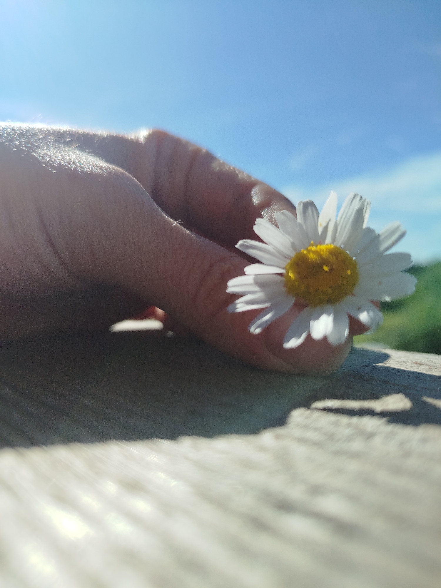 A close-up, low-angle shot captures a hand holding a white daisy with a yellow center against a bright blue sky and blurred green foliage. The hand, with visible skin texture and caught sunlight, gently cradles the flower. The daisy is in sharp focus, its petals delicately fanned out. The foreground features a weathered, light-colored wooden surface with a strong shadow cast by the hand and flower. The image appears to be taken outdoors on a sunny day, with the bright sky and foliage suggesting a natural or park-like setting. The specific location in Zavodoukovsk, Russia, cannot be determined from the visual information provided.