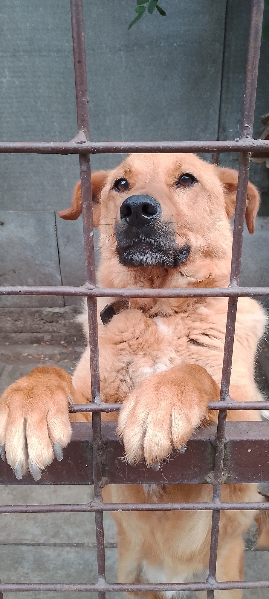 A medium shot photograph captures a light brown dog with its paws resting on horizontal bars of a rusty metal fence. The dog is looking upwards and slightly to its left, with its muzzle resting between the vertical bars. Its fur is fluffy, and its nose is black and moist. The background consists of a dull, grey concrete wall with some texture. A few green leaves are visible in the upper right corner, suggesting outdoor proximity. The fence bars are positioned horizontally and vertically, creating a grid-like enclosure. The lighting appears to be natural daylight, casting soft shadows. The image conveys a sense of confinement for the animal. The location is identified as Belgorod, Russia.