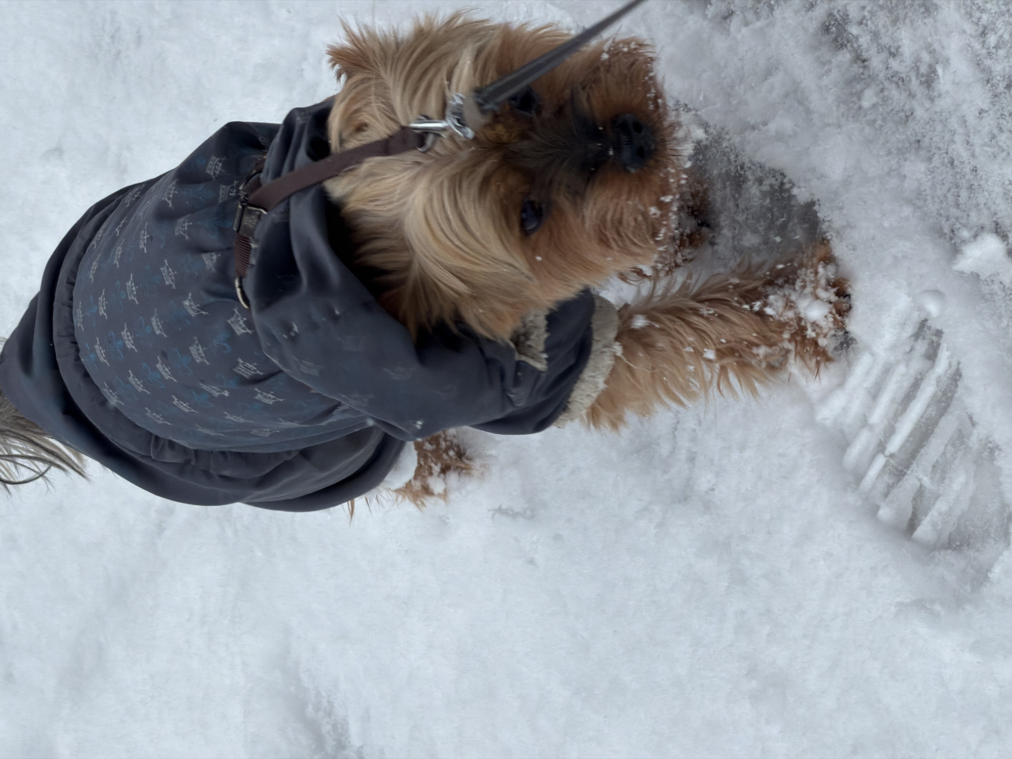 A brown Yorkshire Terrier is standing in the snow. It is wearing a grey coat with a pattern of light blue and white anchors and ships. A brown leash is attached to its collar. A footprint is visible in the snow to the right of the dog. The background is white snow. The location is potentially Izhevsk, Russia.