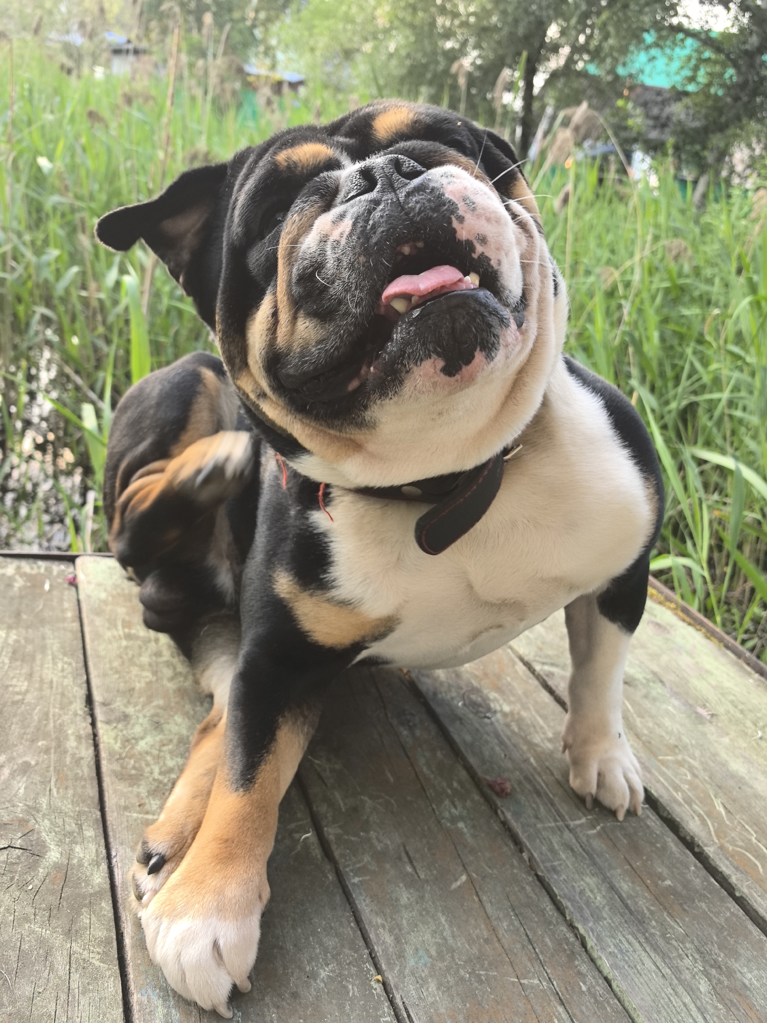 A tricolor bulldog is shown from the chest up, with its head tilted back and tongue hanging out. The dog is sitting on a wooden deck next to tall grass and some water, suggesting an outdoor setting possibly near a pond or river. The dog's fur is black, white, and tan, and it has wrinkles around its face. One of its front paws is raised to scratch its head. The lighting suggests it is daytime, likely late afternoon or early evening due to the soft, warm light. The overall mood is playful and relaxed. There is no visible text in the image.