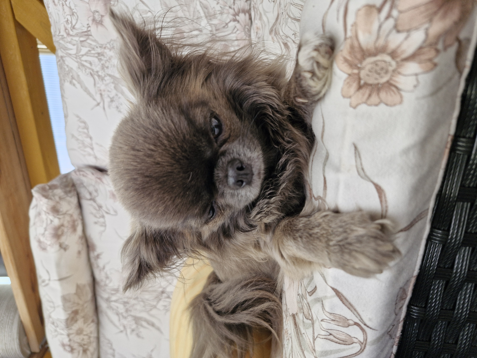 A long-haired Chihuahua with medium brown-grey fur and prominent ears is depicted lying on a patterned cushion in an indoor or semi-enclosed setting in Unknown, Unknown. The dog's head is lowered, and its gaze is directed downwards and to its left, with its dark eyes partially obscured by fur. Its front paws are extended forward on the cushion. Behind the dog, a yellow fabric is visible. The cushion features a light background with a repeating floral and leaf pattern in muted brown and pink tones. The cushion rests on dark, woven furniture, possibly wicker or rattan, visible at the bottom of the frame. In the upper background, light brown wooden beams are present, with a translucent panel and a glimpse of blue sky above, suggesting daylight.