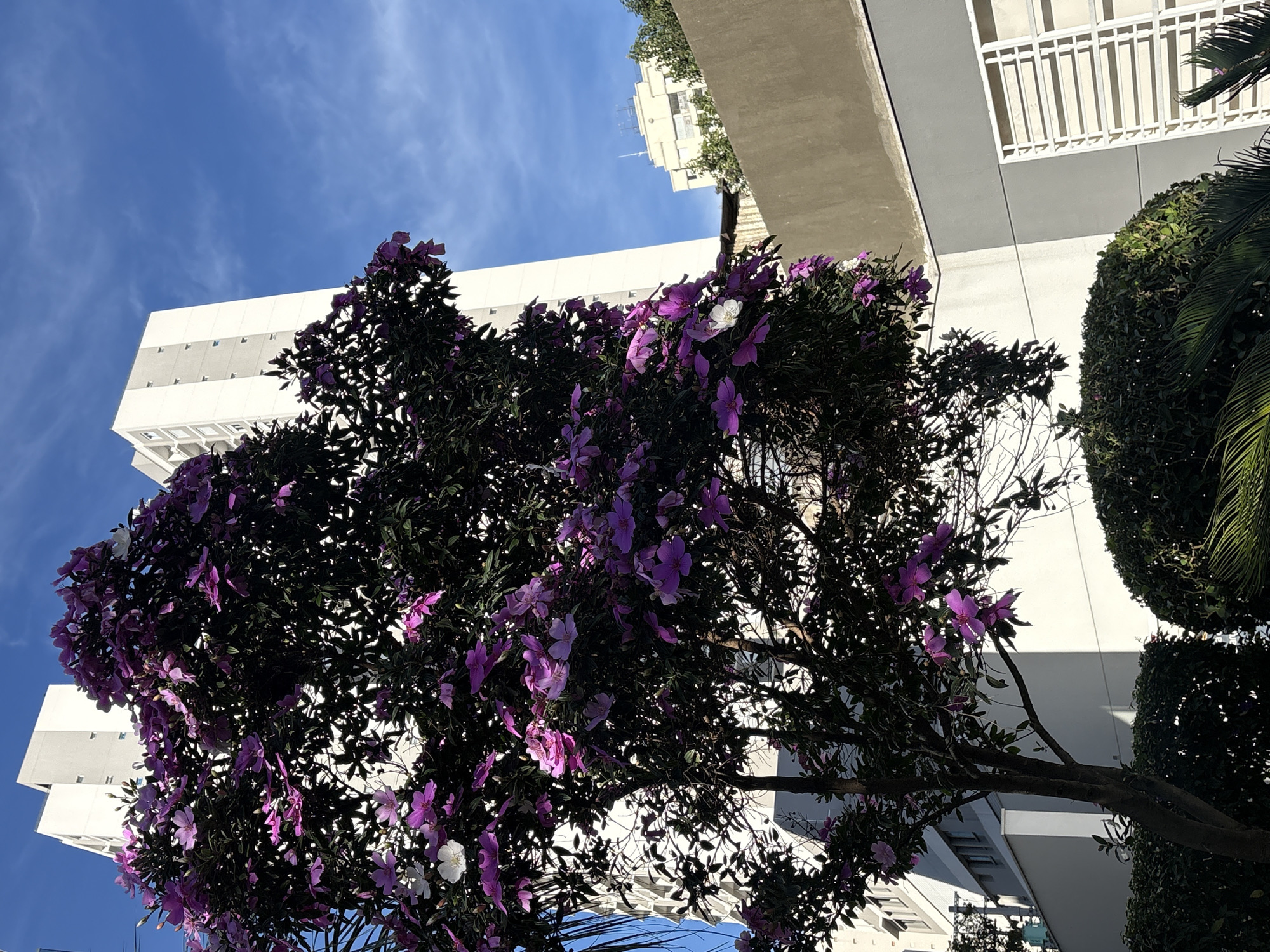 The image captures a vibrant tree with purple and white flowers in full bloom, set against the backdrop of a clear blue sky with wispy clouds. In the background, several multi-story buildings are visible, characteristic of an urban environment. One prominent white building with a grey band across its middle stands out, with visible windows. To the right, a lower, light-colored building with visible windows and what appears to be a rooftop antenna is also present. Below the tree, meticulously manicured green bushes and palm fronds are visible, suggesting a well-maintained urban landscape. The scene is likely located in São Paulo, Brazil, given the architectural style of the buildings and the prevalence of such flowering trees in the city.
