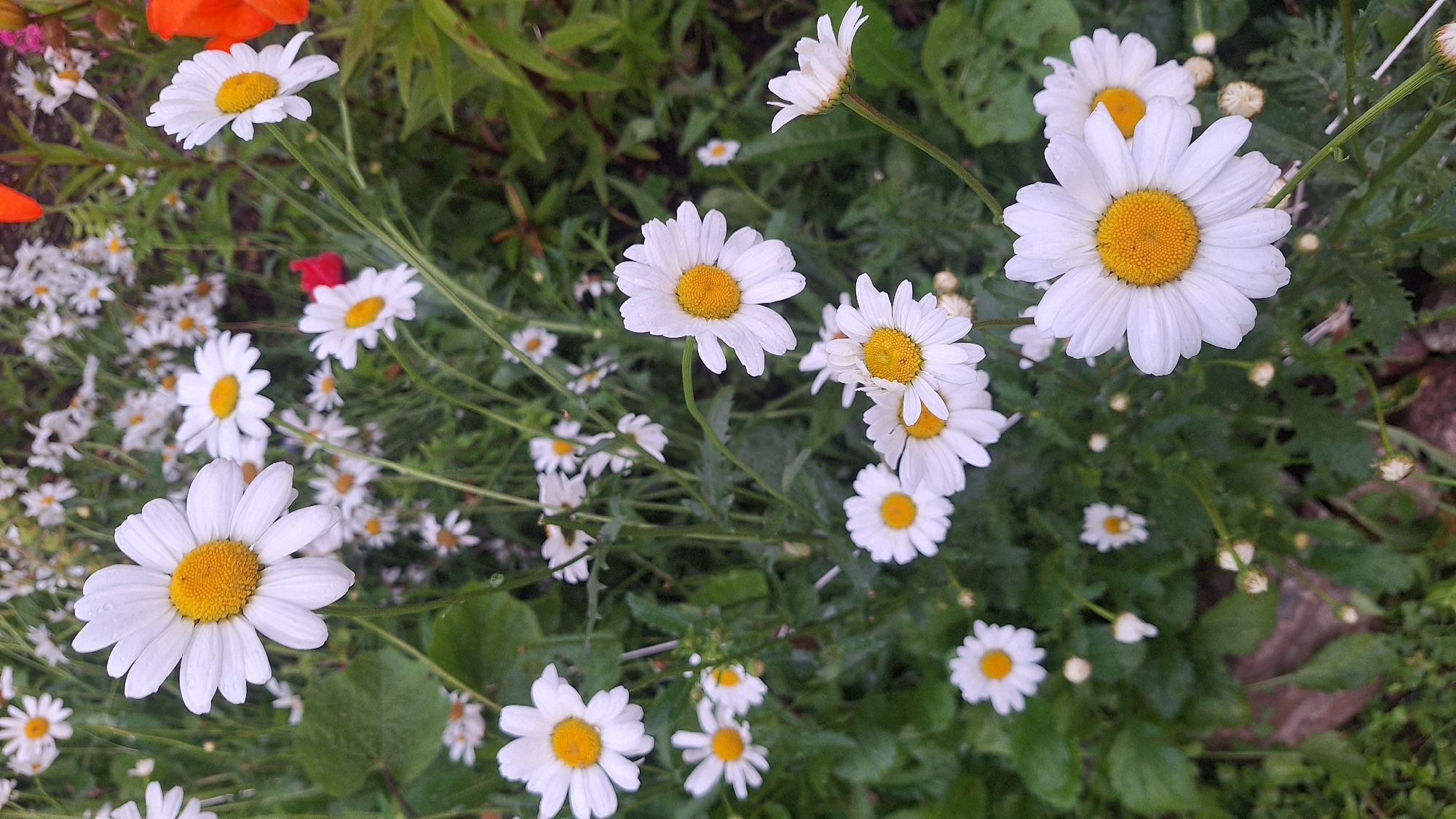 This is a close-up, slightly downward-angled photograph of a cluster of white daisies with yellow centers, situated in an outdoor environment, possibly a garden. The daisies are in varying stages of bloom, with some fully open and others still budding. The background is filled with more daisies and green foliage, suggesting a dense planting. The image appears to have been taken after a rain, as water droplets are visible on some of the petals. There are no people or animals present in the scene. The overall impression is one of natural beauty and freshness. The specific location in the city of Unknown, Latvia, cannot be determined from the visual information provided.