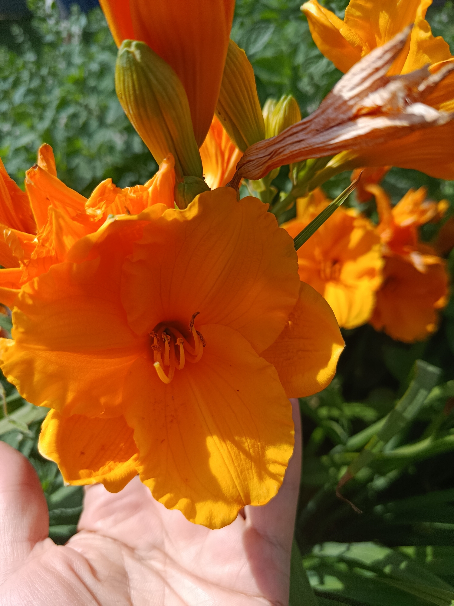 An outdoor, eye-level shot showcases a person's hand gently holding an orange lily in Chik, Russia. The lily is in focus, with its petals vibrantly colored and the stamen visible inside. In the background, more orange lilies and lush green foliage create a natural setting. Sunlight illuminates the scene, casting shadows and highlighting the textures of the flower and the hand. The overall impression is one of a serene, sun-drenched garden moment.
