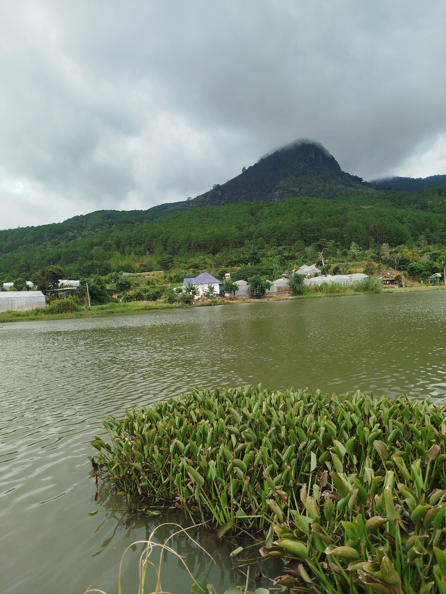 A body of water is in the foreground, with a dense cluster of green aquatic plants on the right side. In the middle ground, there is a calm, greenish lake with some ripples. The far bank of the lake is lined with vegetation, including what appear to be greenhouses. Behind the lake and vegetation, a large, tree-covered mountain rises steeply. The peak of the mountain is partially obscured by clouds. The sky is overcast with gray clouds. The scene appears to be a natural landscape with some man-made structures, likely in K'Long, Vietnam, a region known for its lakes and mountains.