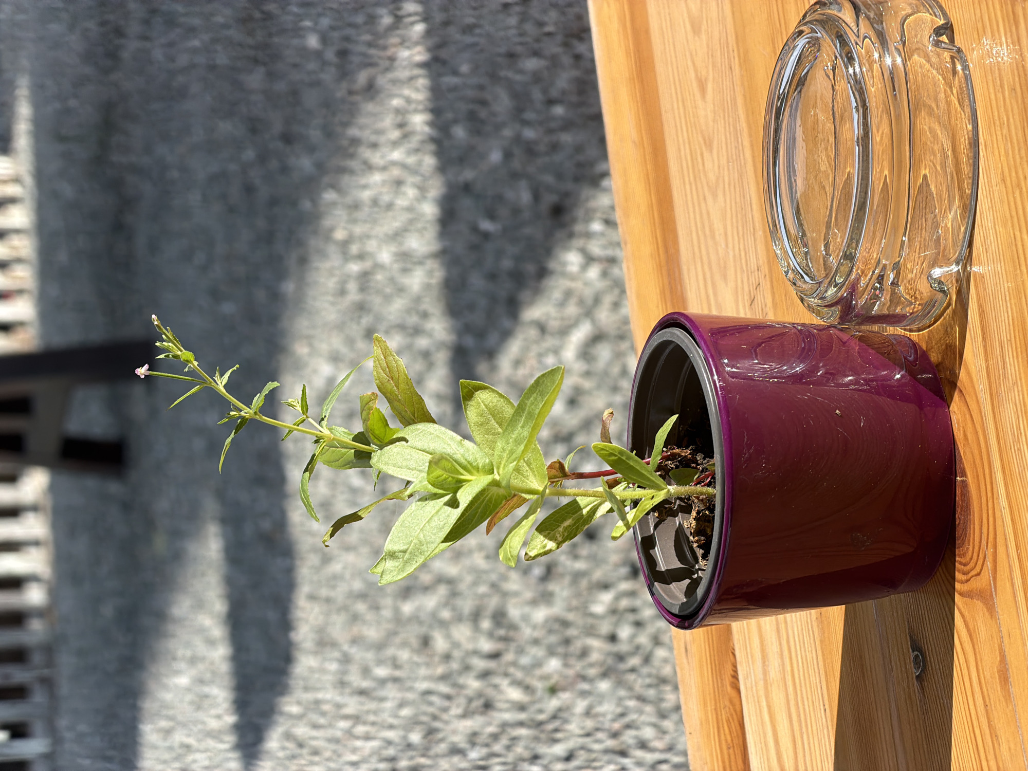 A small, leafy plant with a few tiny pink flowers is growing in a dark purple pot. The pot is resting on a wooden surface, possibly a table or a fence. Next to the pot, a clear glass jar, likely an ashtray, is also placed on the wooden surface. The background consists of a grey, textured surface, possibly concrete or stone, with shadows cast upon it, suggesting it is outdoors during the day with sunlight. The scene appears to be a still life composition of common household or garden items. No people are visible in the image. The overall impression is a casual outdoor setting, perhaps a balcony or patio. The lighting indicates a sunny day.
