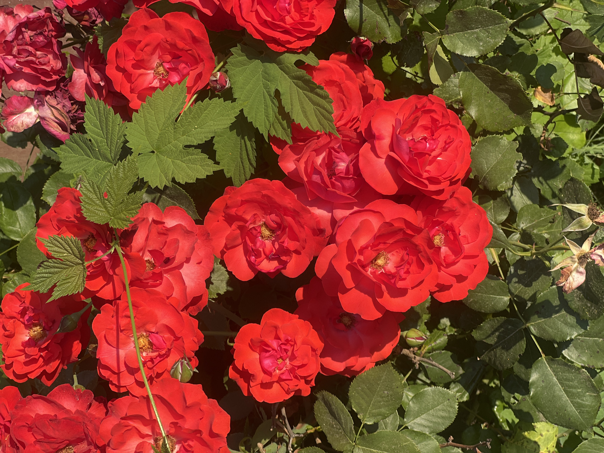 This media file is a close-up, overhead shot of a dense cluster of vibrant red roses and green foliage. The roses are the primary subjects, with many fully bloomed flowers and some developing buds. Their petals are ruffled and layered, showing variations in color from bright scarlet to deeper crimson. Several green leaves, some serrated and lobed, are interspersed among the roses, providing a contrast in color and texture. The scene appears to be outdoors, likely in a garden or natural setting, given the presence of various rose bushes and leaves.
The lighting suggests it is daytime, with sunlight casting shadows and highlighting the textures of the petals and leaves. The sunlight creates a warm, inviting atmosphere. There are no people visible in the frame, and no specific activity or event is depicted beyond the natural beauty of the blooming roses.
Notable details include the presence of both fresh blooms and some dried or wilting rose petals, indicating a continuous cycle of growth and decay. A thin, green stem with a few tiny leaves runs vertically through the center of the frame, adding depth and a sense of natural growth. The overall impression is one of abundance and natural beauty. The location context is Bârnova, Romania, which implies a temperate climate suitable for rose cultivation. There is no visible text in the image.
